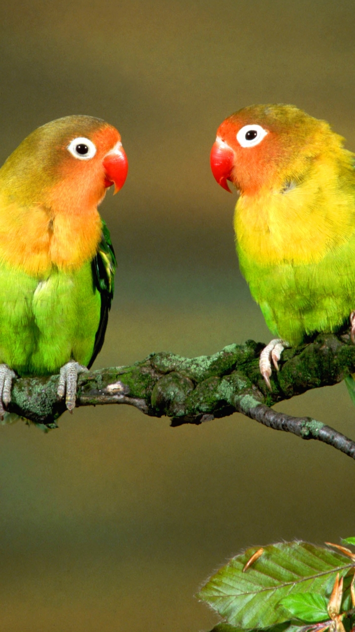 Download mobile wallpaper Birds, Animal, Lovebird for free.