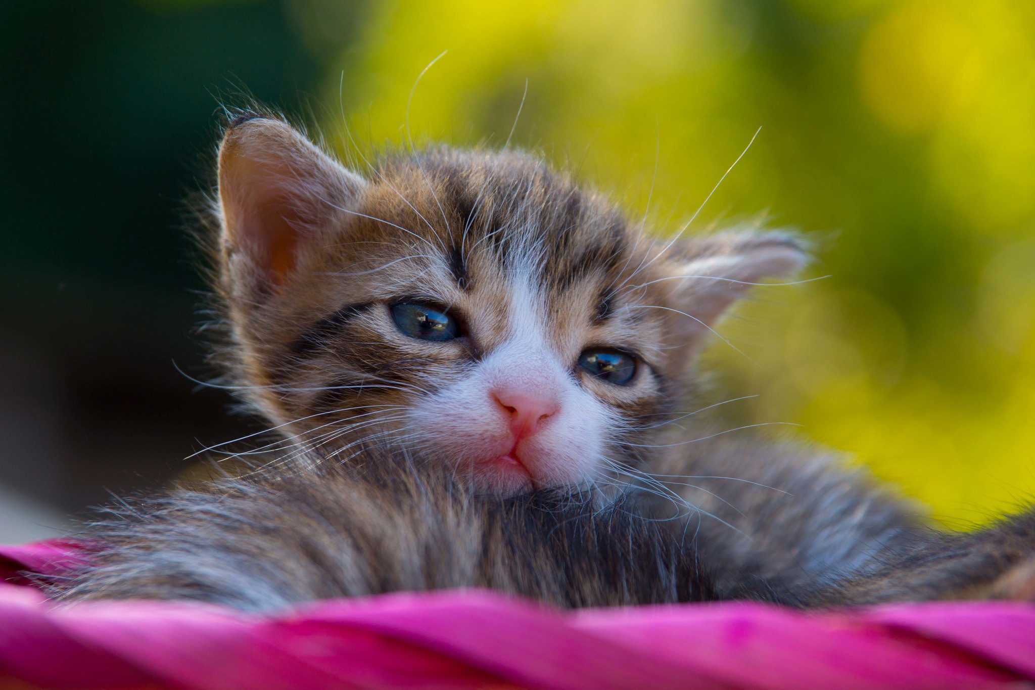 Laden Sie das Tiere, Katzen, Katze, Kätzchen-Bild kostenlos auf Ihren PC-Desktop herunter