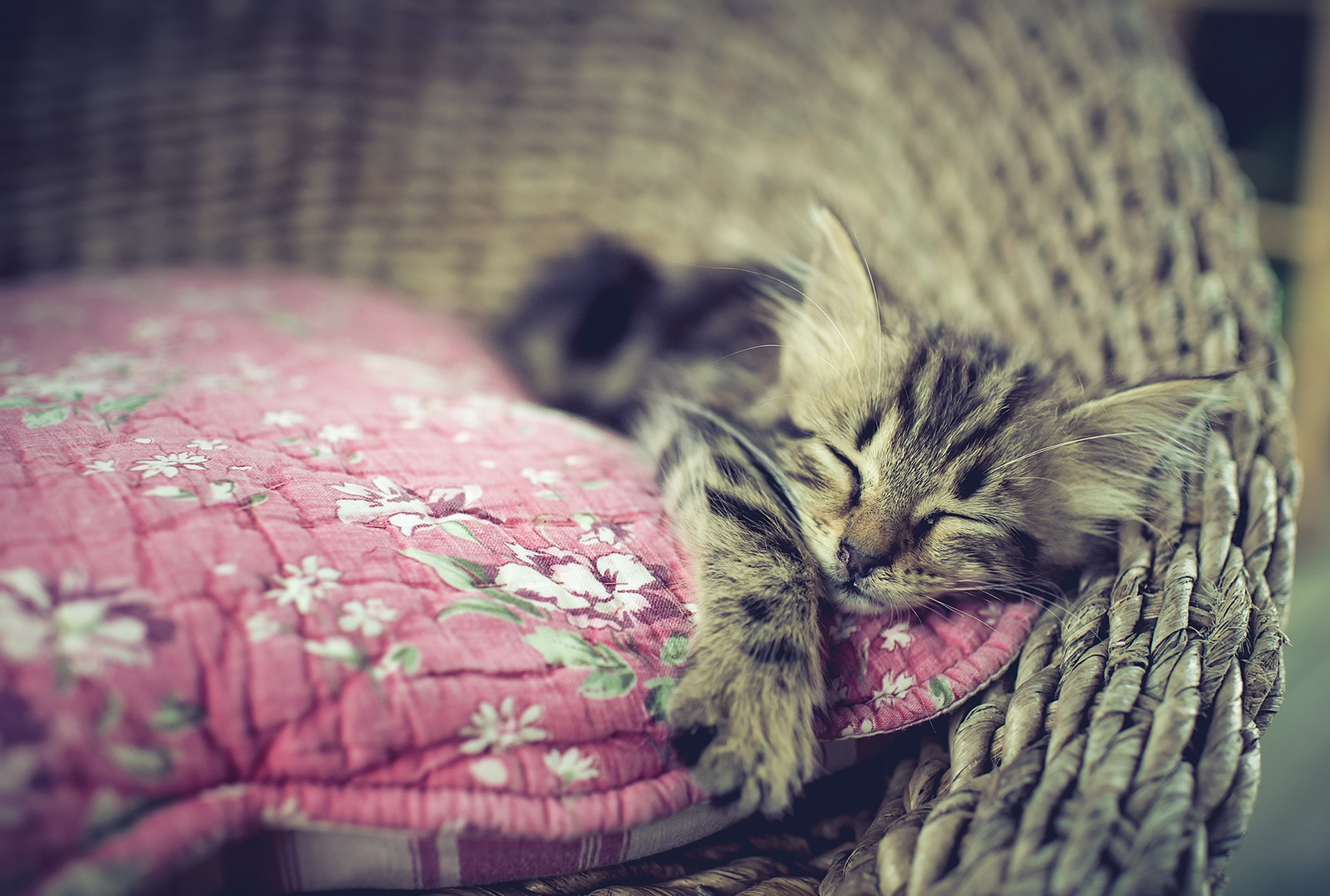 Download mobile wallpaper Cats, Cat, Kitten, Animal, Sleeping, Baby Animal for free.