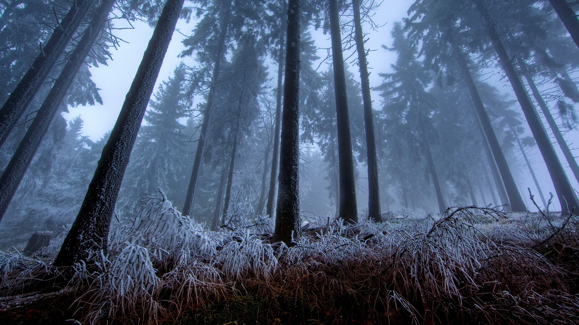 Handy-Wallpaper Wald, Erde/natur kostenlos herunterladen.