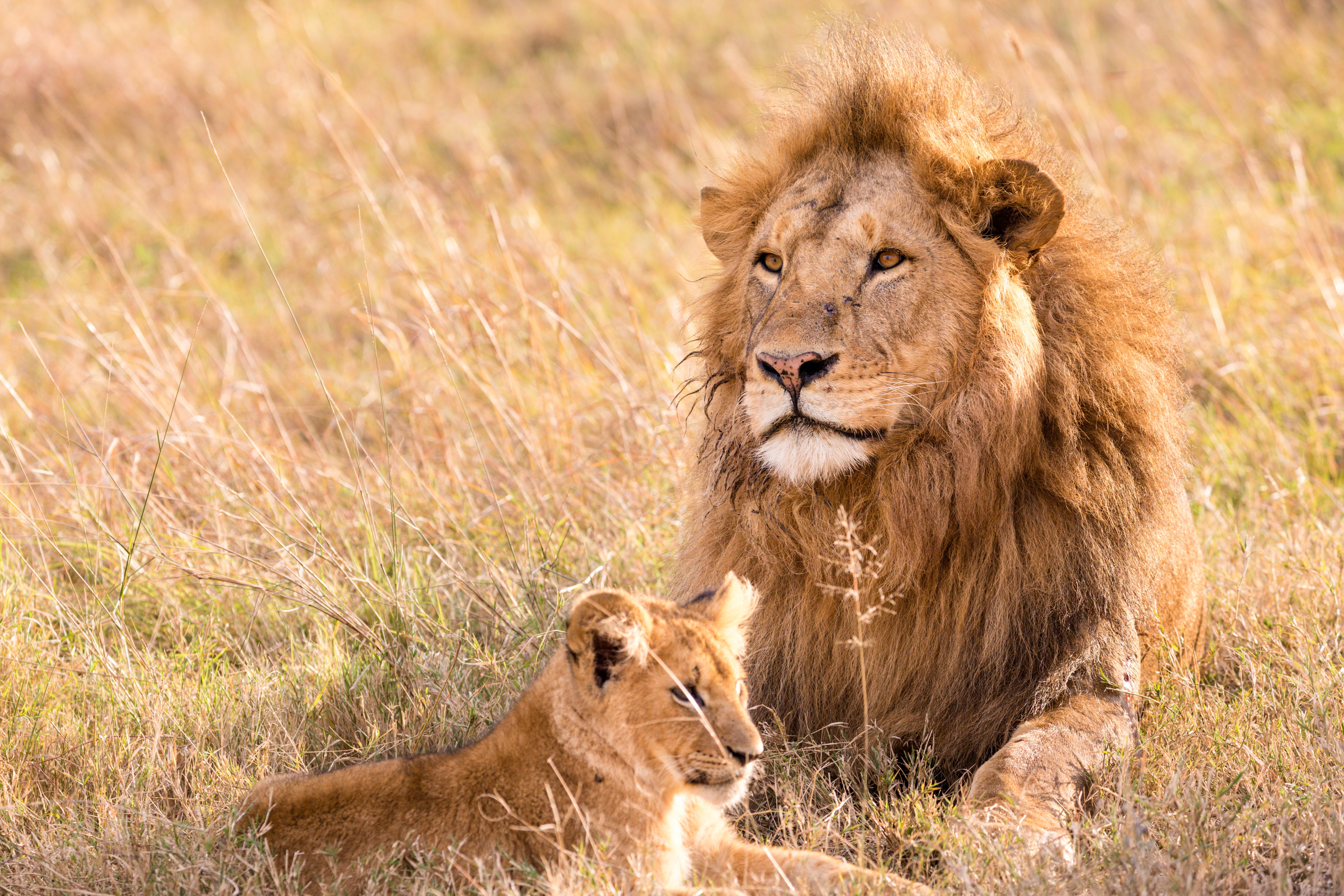 Téléchargez gratuitement l'image Animaux, Chats, Lion, Lionceau, Bébé Animal sur le bureau de votre PC