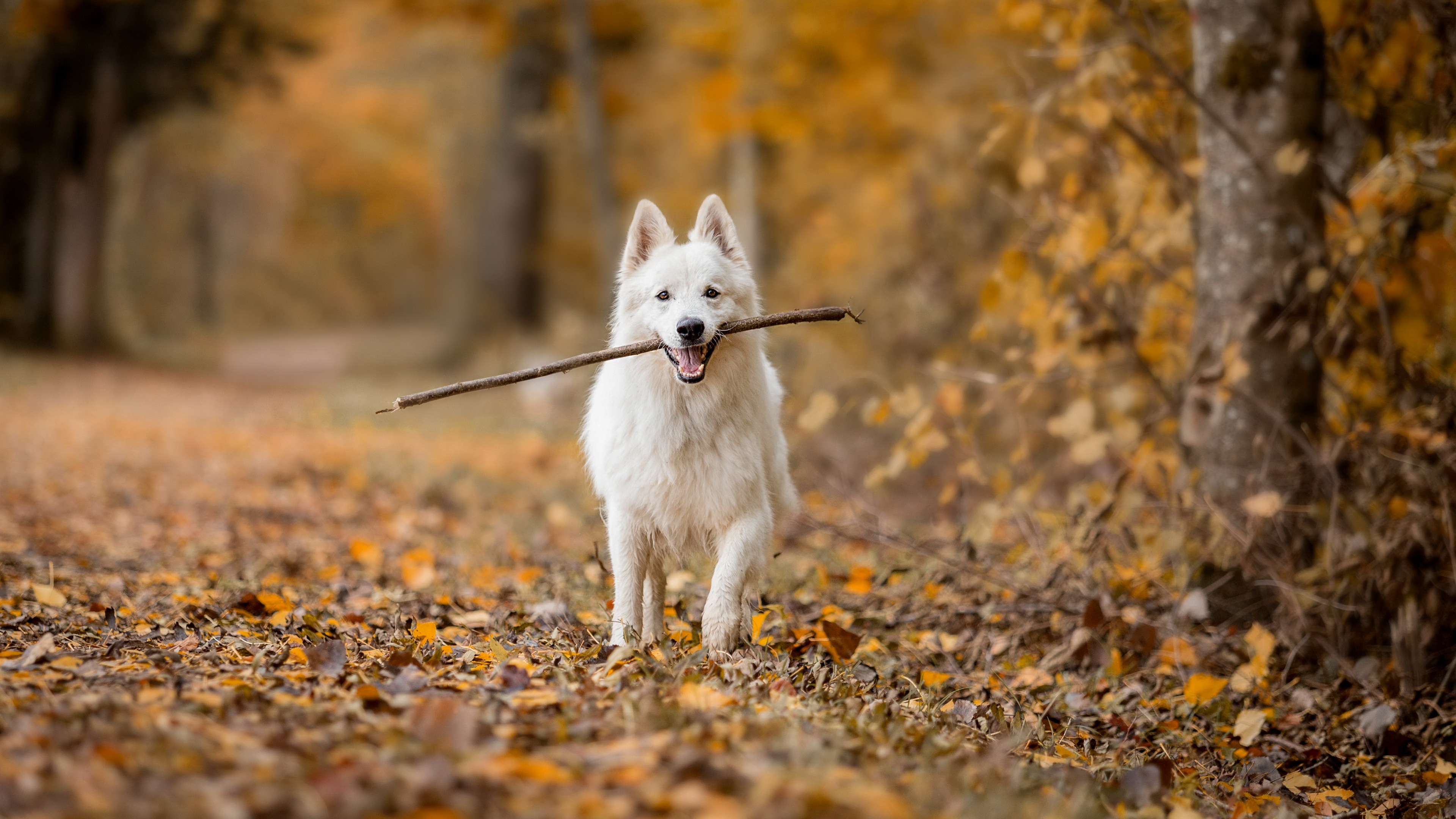 1000773 descargar imagen animales, pastor blanco suizo, perro, otoño: fondos de pantalla y protectores de pantalla gratis