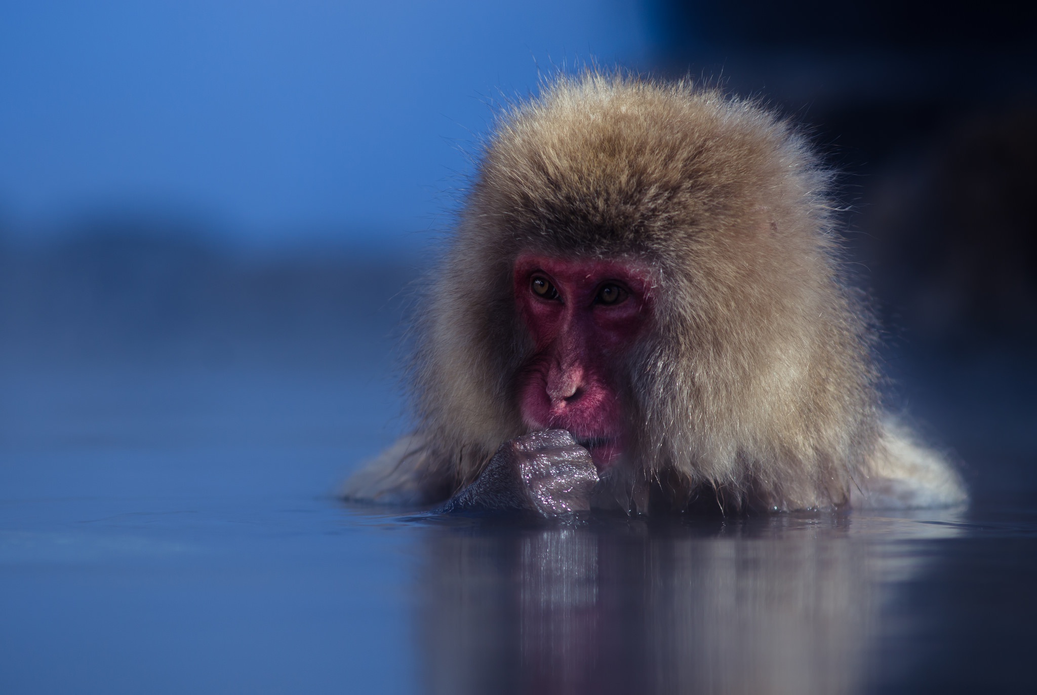 Free download wallpaper Monkeys, Monkey, Animal, Primate, Japanese Macaque on your PC desktop