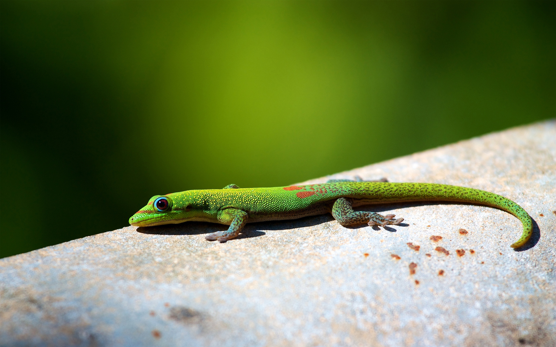 Handy-Wallpaper Eidechse, Reptilien, Tiere kostenlos herunterladen.