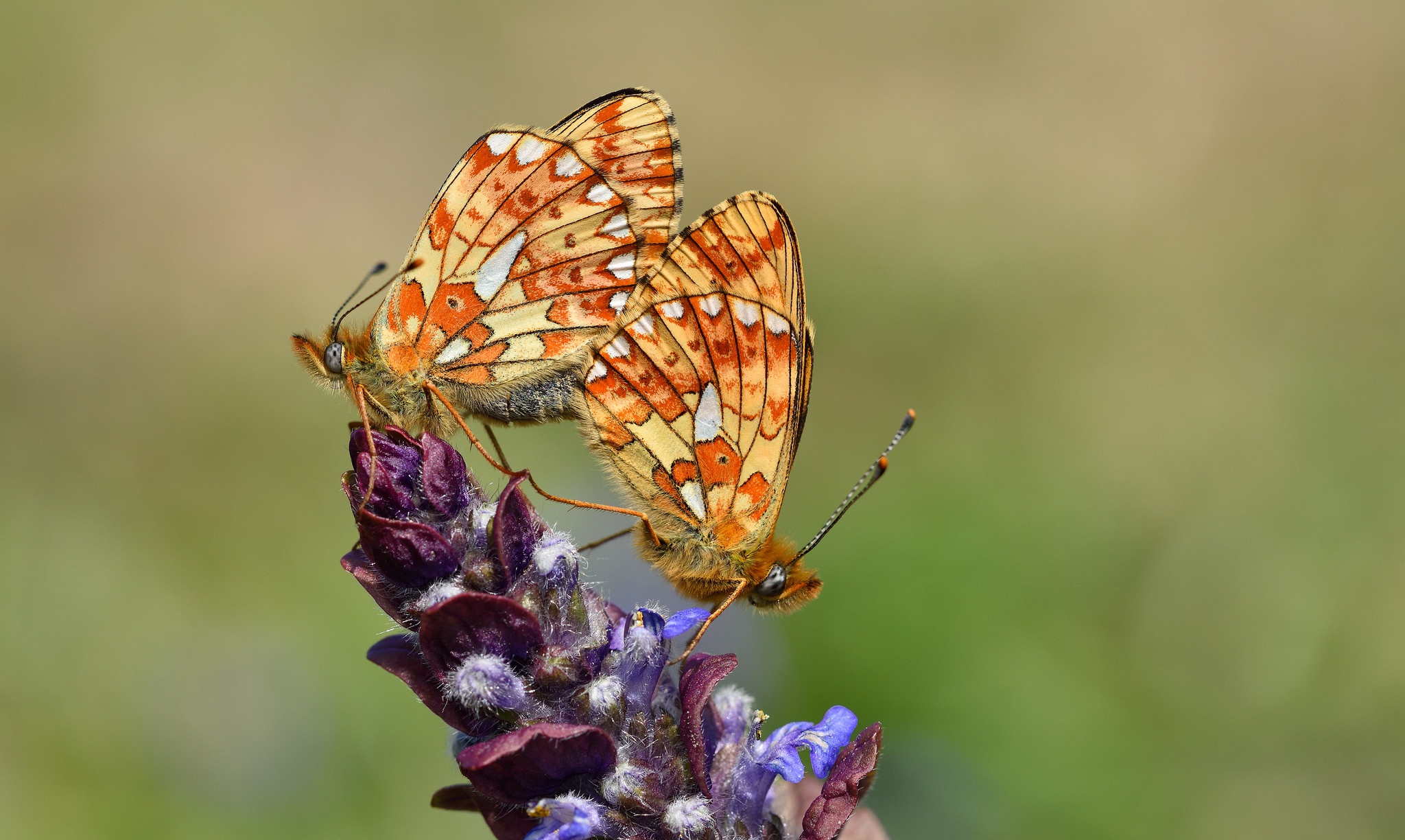 Free download wallpaper Butterfly, Animal on your PC desktop