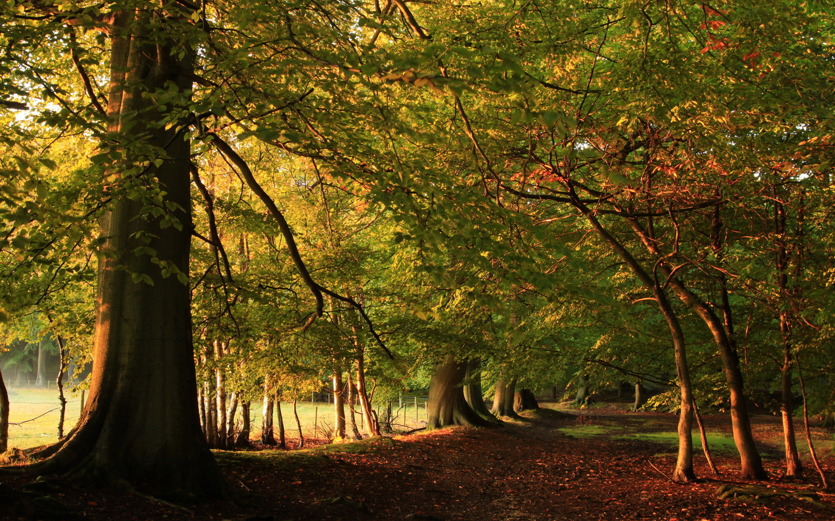 Descarga gratis la imagen Bosque, Tierra/naturaleza en el escritorio de tu PC