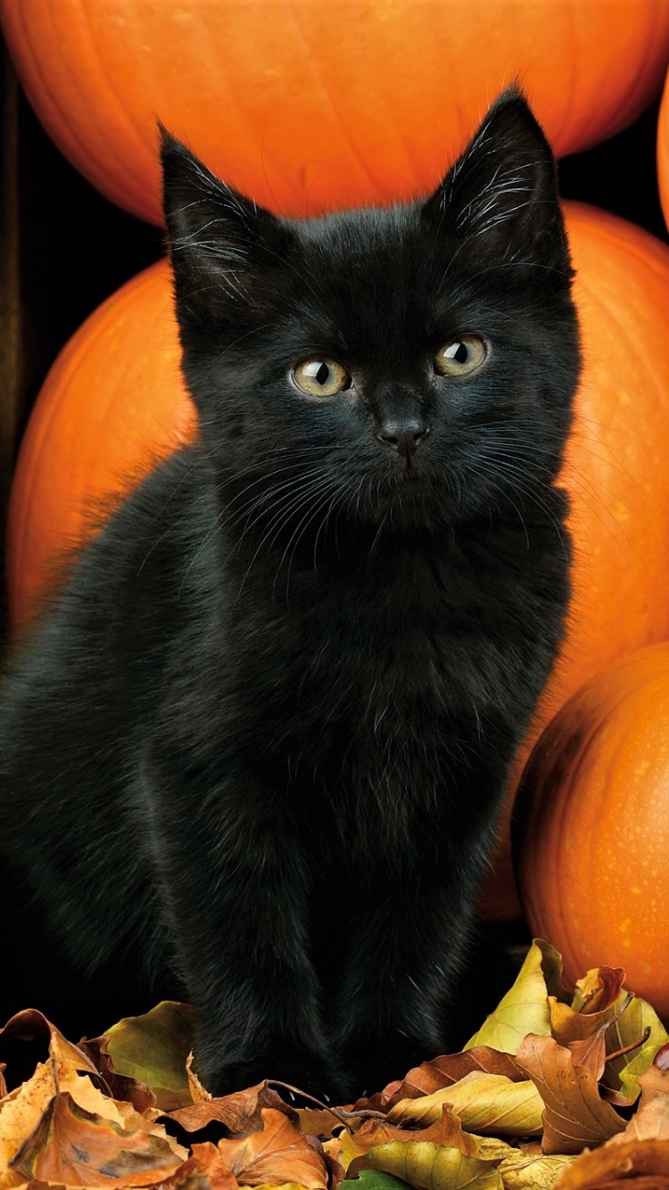 Download mobile wallpaper Cats, Pumpkin, Cat, Kitten, Animal, Baby Animal for free.