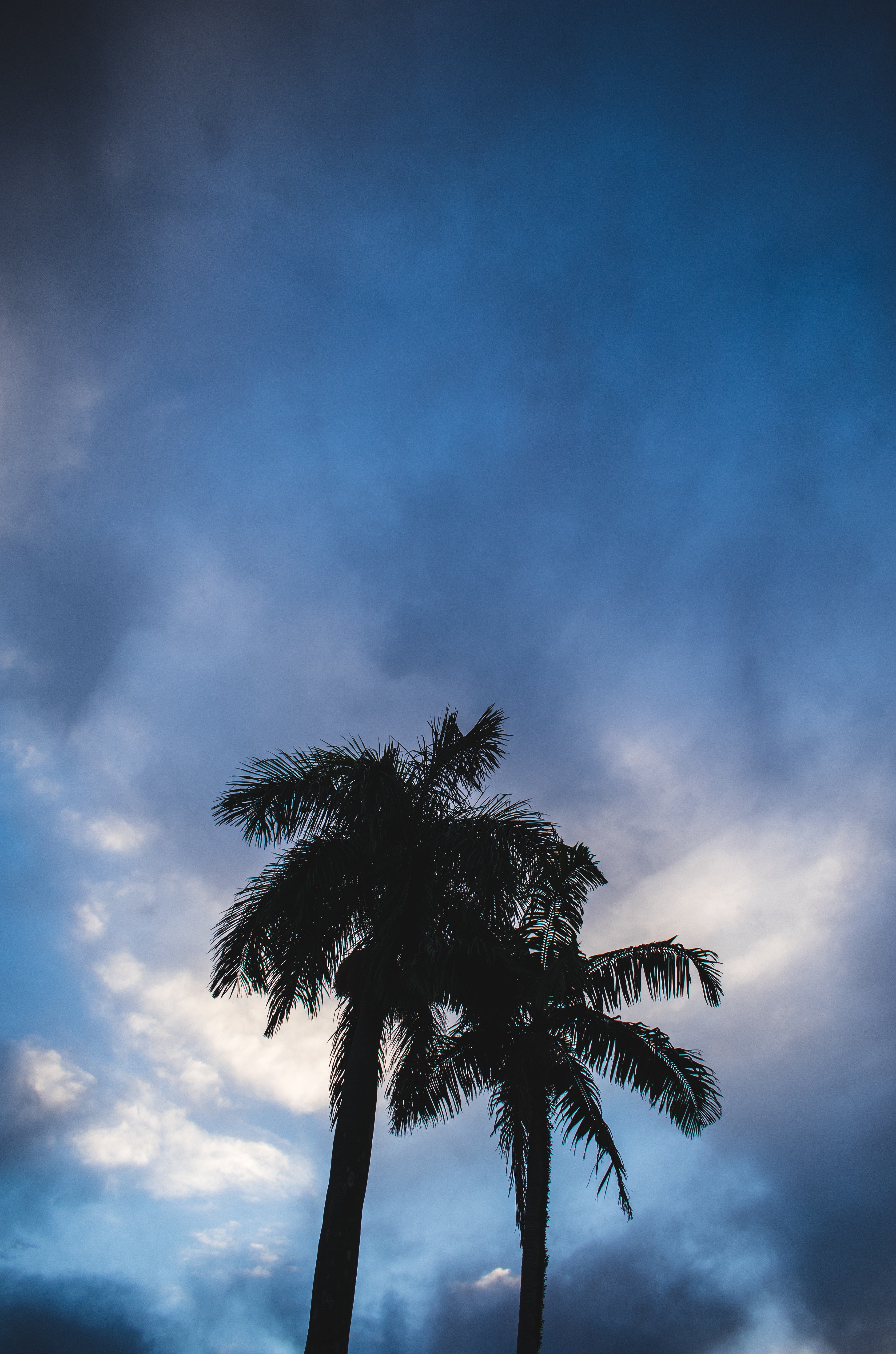 126794 завантажити картинку природа, небо, хмари, пальми, темний, силуети - шпалери і заставки безкоштовно