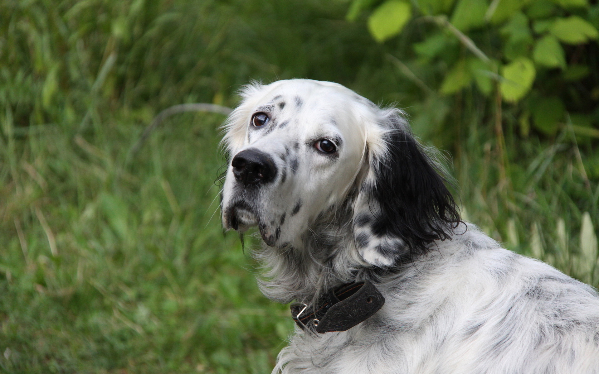 Handy-Wallpaper Tiere, Hunde, Hund kostenlos herunterladen.