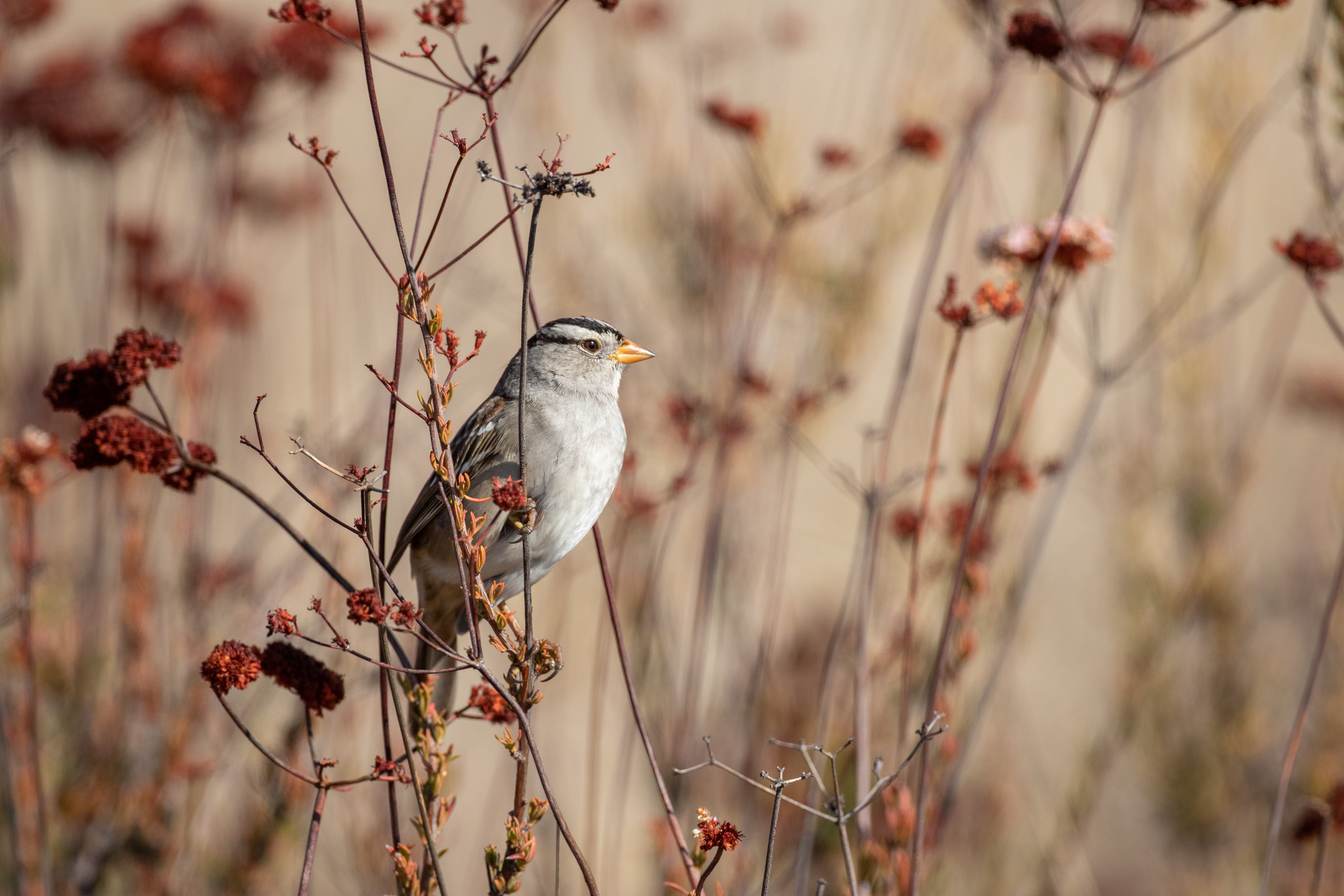 bird, animals, sparrow, branch, grey