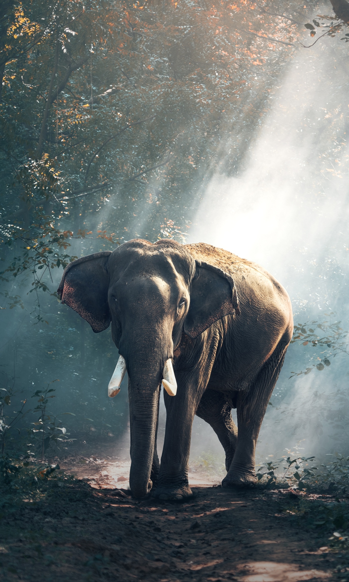 Download mobile wallpaper Elephants, Animal, Mammal, Sunbeam, Asian Elephant, Tusk, Sunbean for free.
