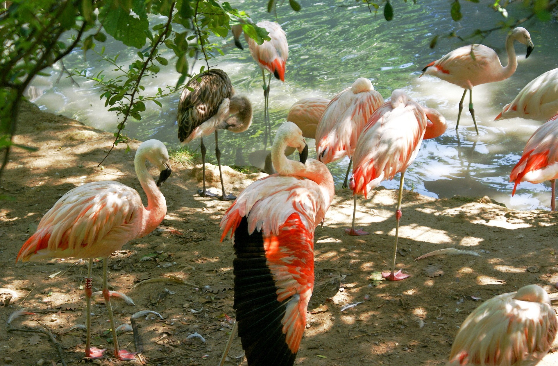 Handy-Wallpaper Tiere, Flamingo kostenlos herunterladen.