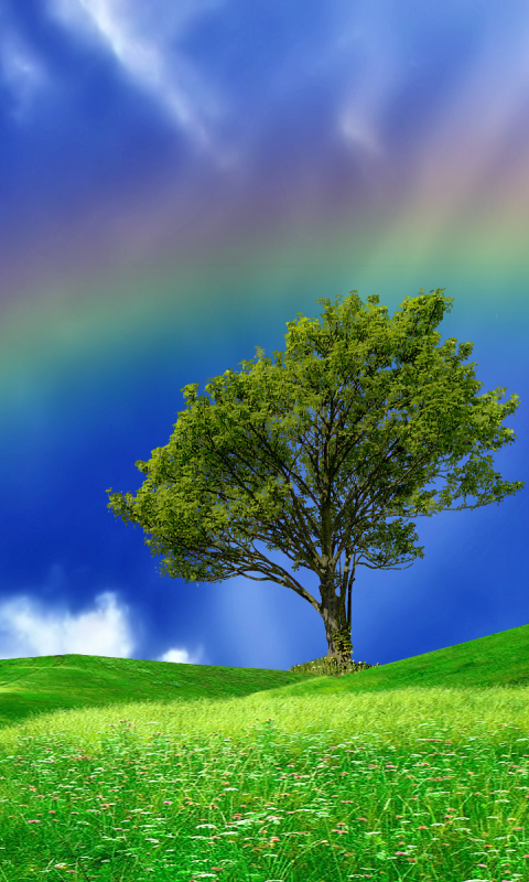Скачать картинку Трава, Радуга, Дерево, Синий, Земля, Поле, Зеленый, Земля/природа в телефон бесплатно.