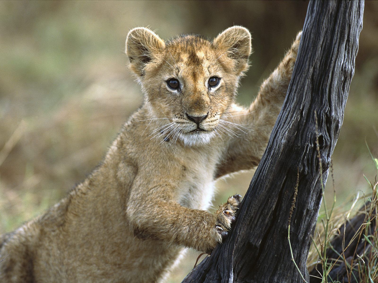 tot, lion cub, animals, young, lion, stroll, kid, joey HD wallpaper
