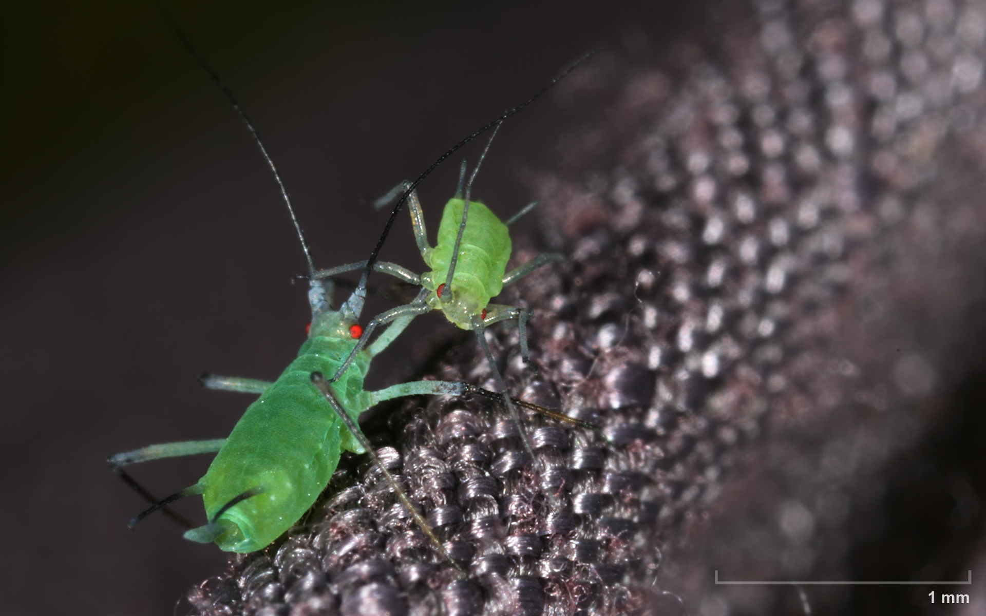 Descarga gratuita de fondo de pantalla para móvil de Animales, Insecto.