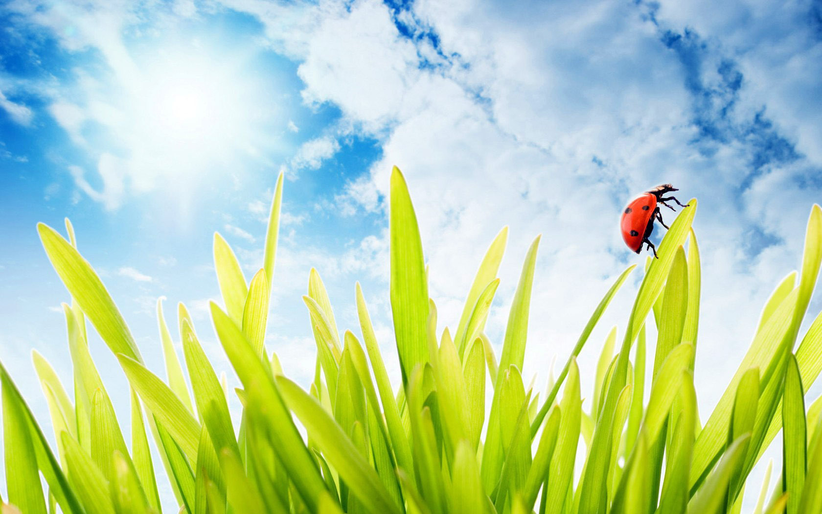Free download wallpaper Plants, Sky, Grass, Insects, Ladybugs on your PC desktop