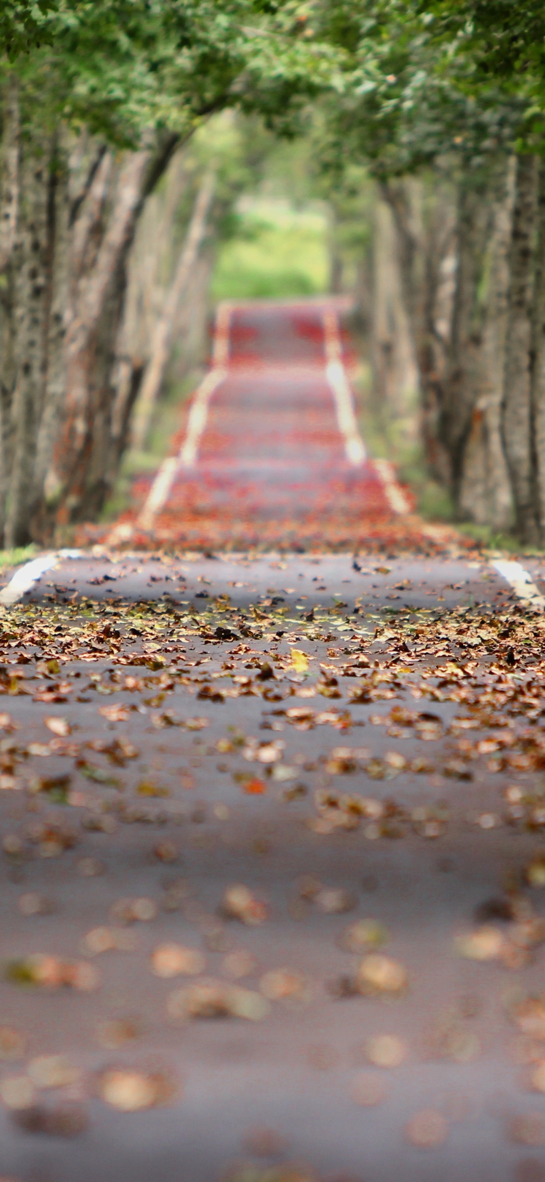Download mobile wallpaper Nature, Road, Fall, Man Made for free.