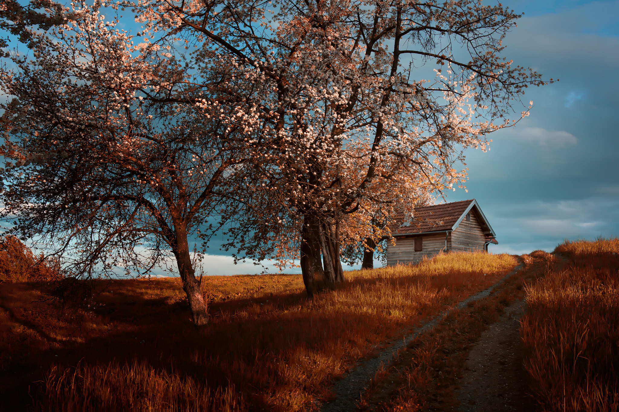 Free download wallpaper Road, Tree, Cabin, Blossom, Man Made, Dirt Road on your PC desktop