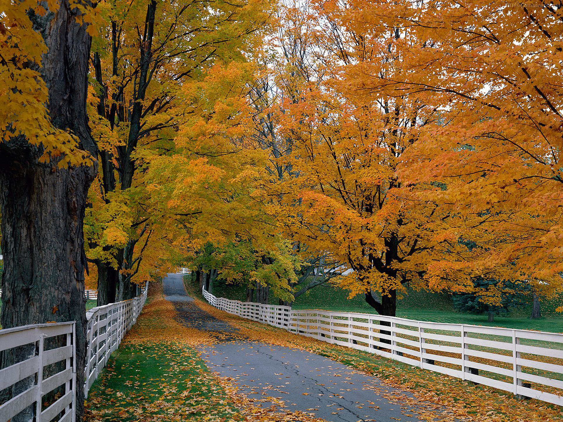 Free download wallpaper Nature, Road, Tree, Fall, Man Made on your PC desktop
