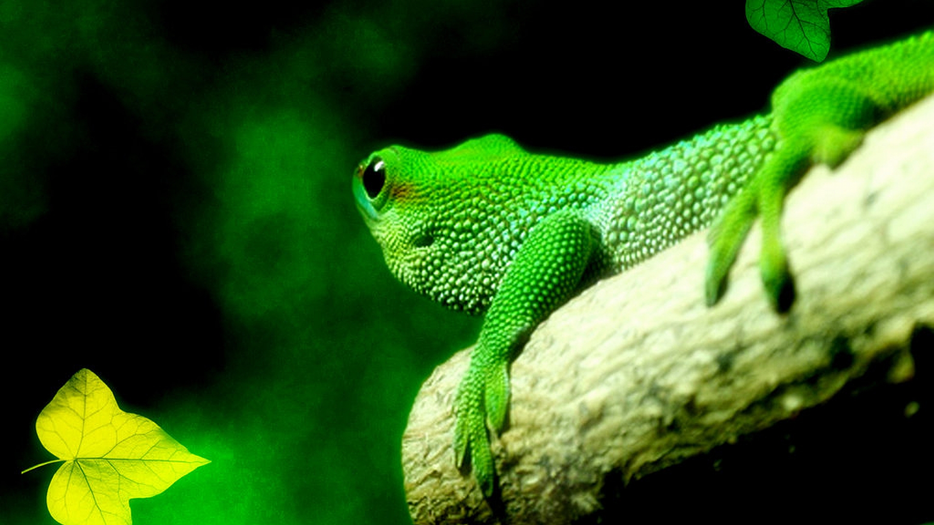 Téléchargez gratuitement l'image Animaux, Lézard, Reptiles sur le bureau de votre PC