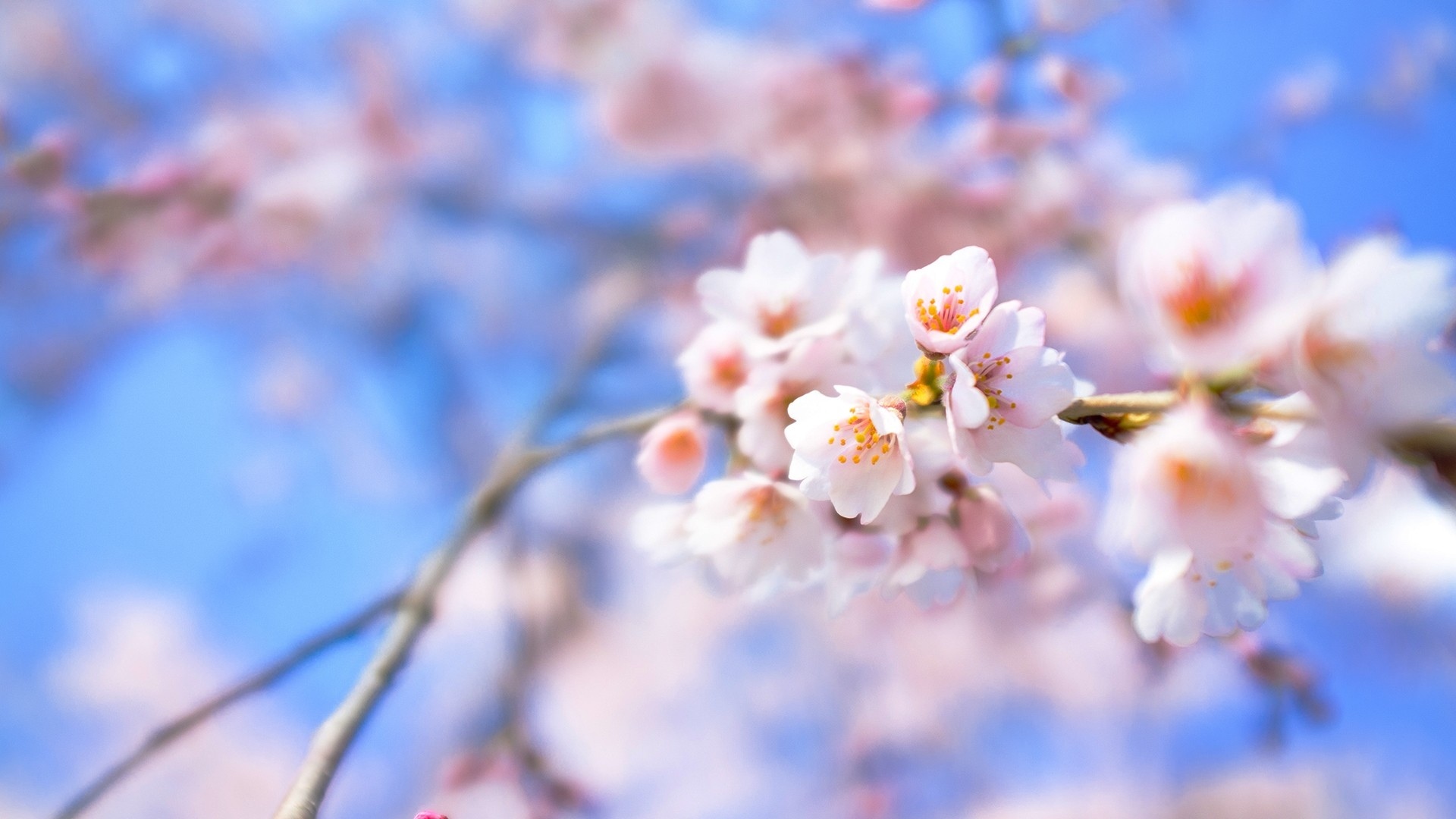 Free download wallpaper Flowers, Earth, Blossom on your PC desktop