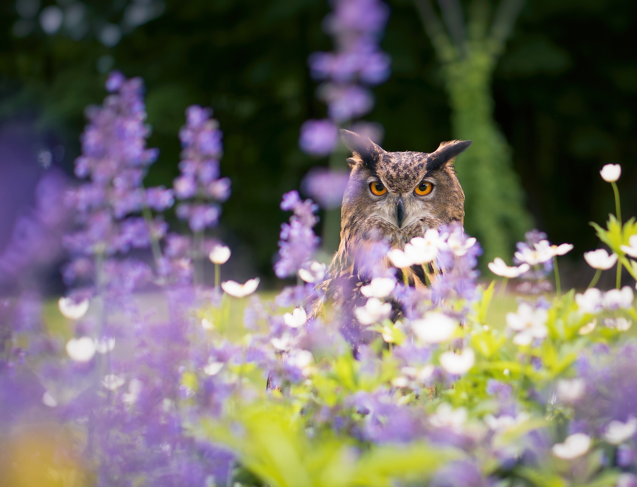 Téléchargez des papiers peints mobile Animaux, Fleur, Oiseau, Hibou, Des Oiseaux, Fleur Blanche, Fleur Mauve, Profondeur De Champ gratuitement.