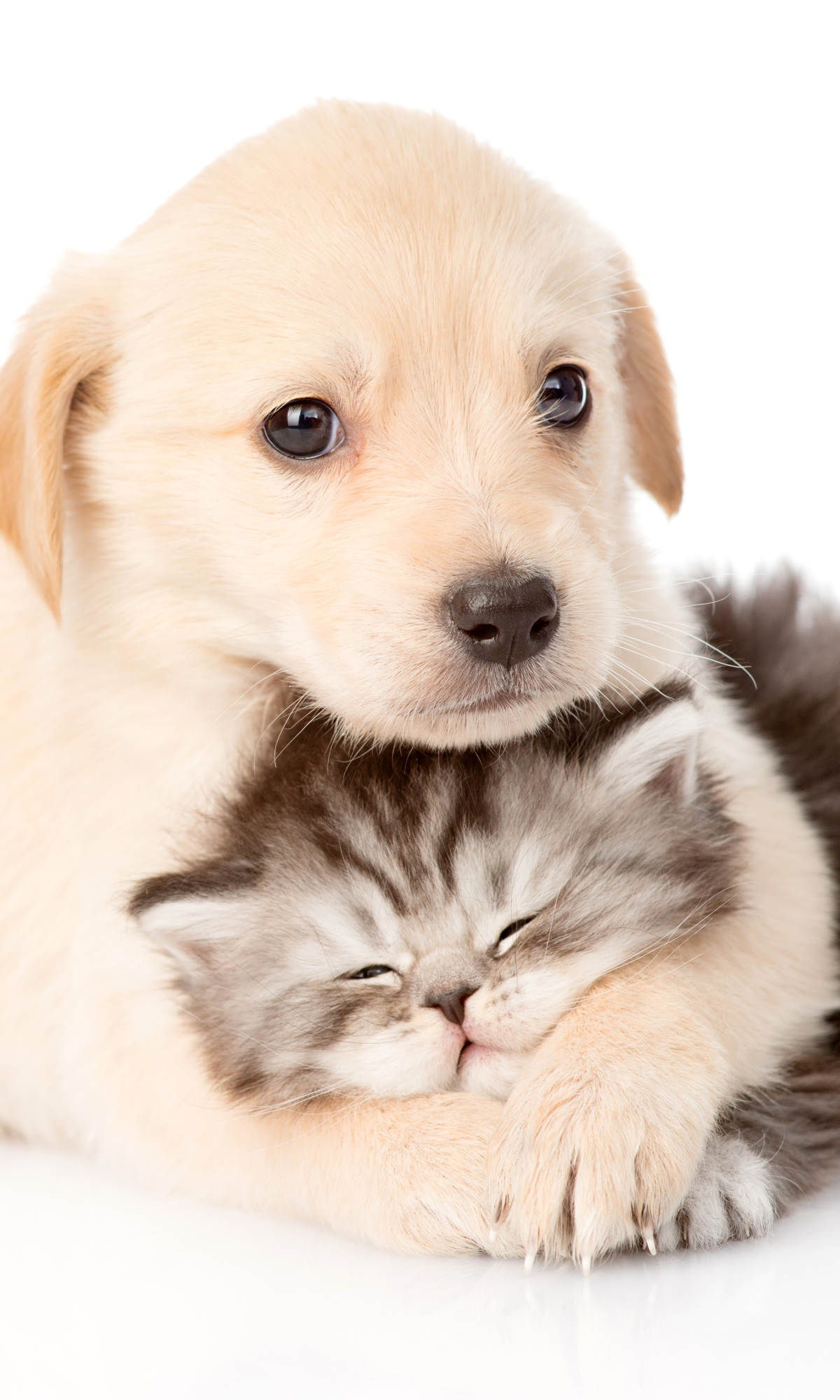 Download mobile wallpaper Cat, Kitten, Dog, Animal, Puppy, Baby Animal, Cat & Dog for free.