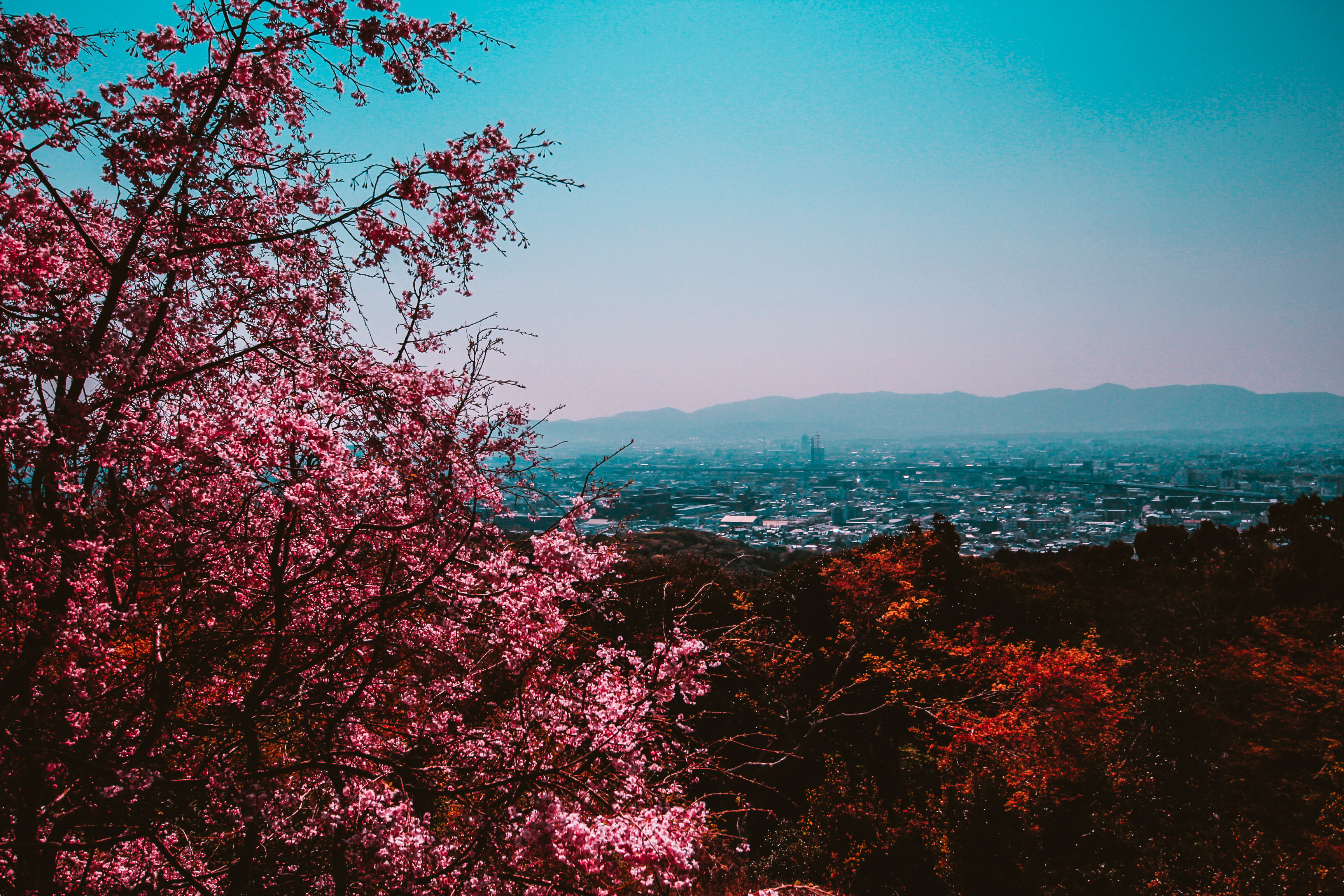 Download mobile wallpaper Landscape, City, Tree, Hill, Photography, Cherry Blossom for free.