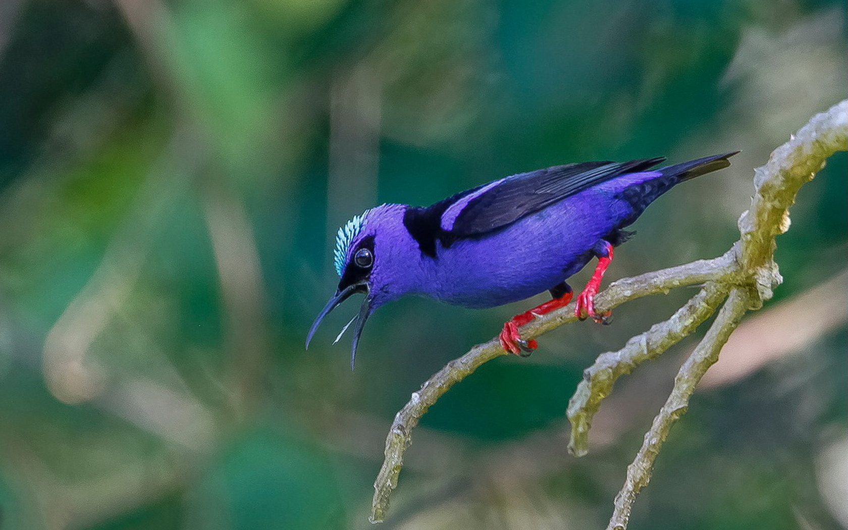 Birds  Free Stock Photos