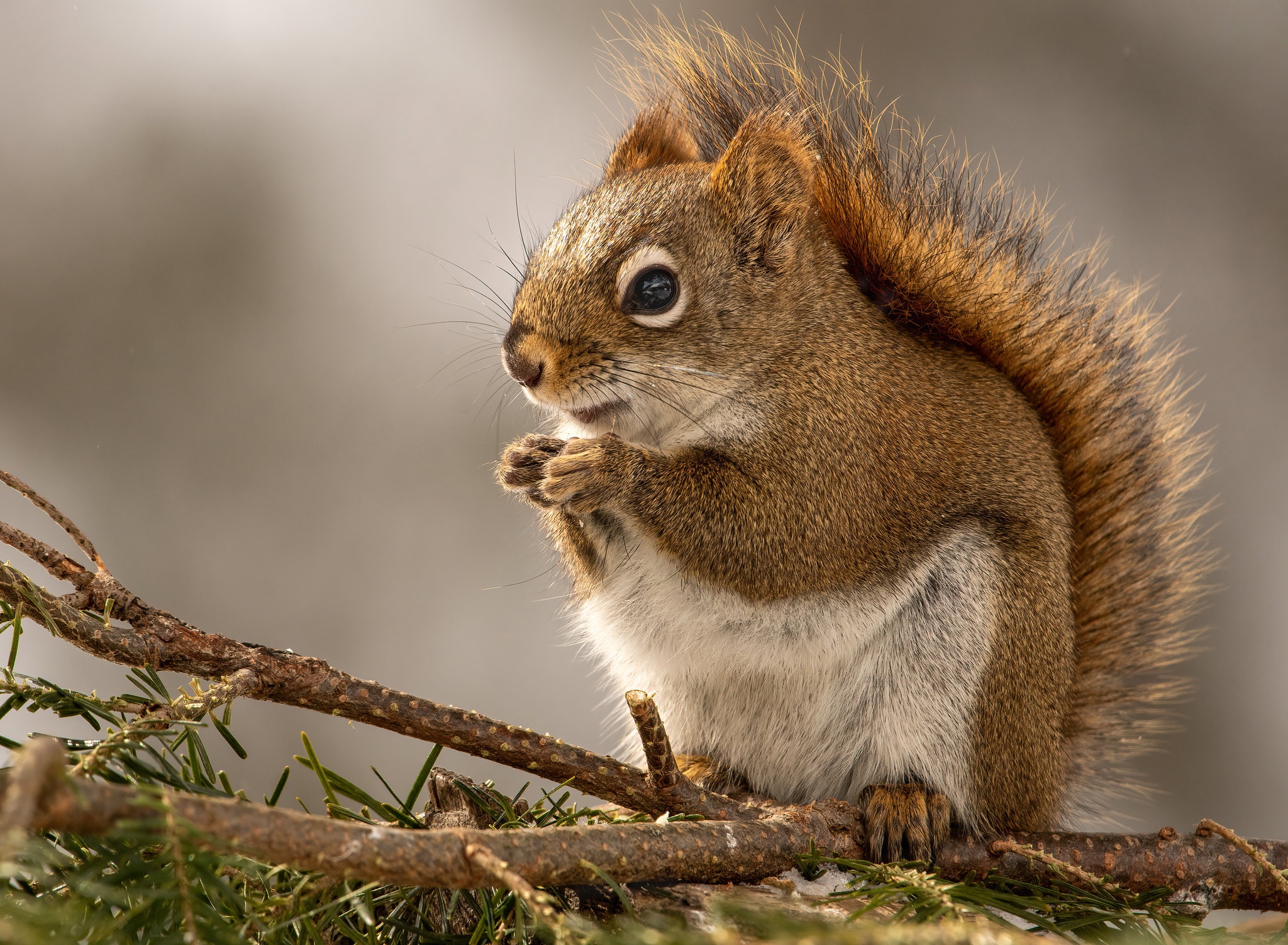 Download mobile wallpaper Squirrel, Animal for free.