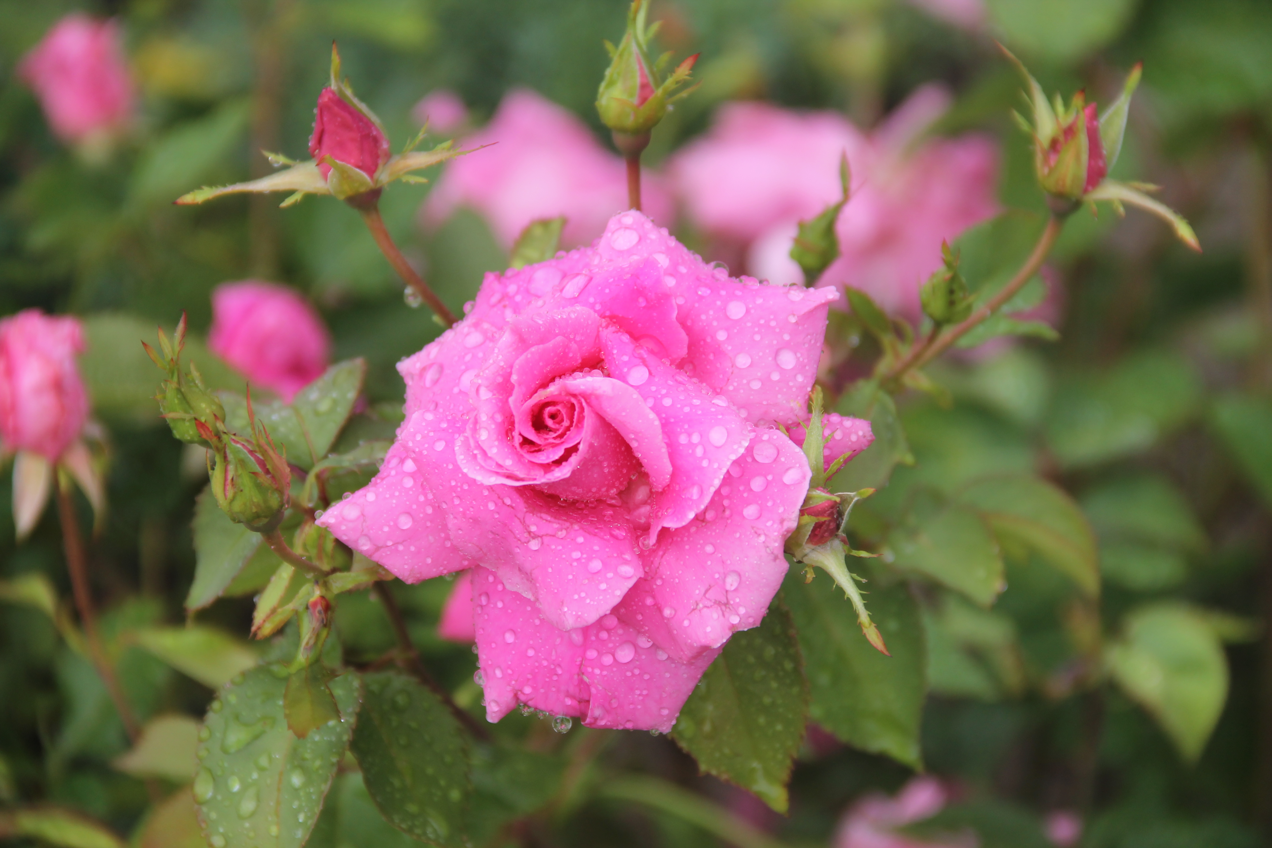 Descarga gratis la imagen Flores, Rosa, Tierra/naturaleza en el escritorio de tu PC