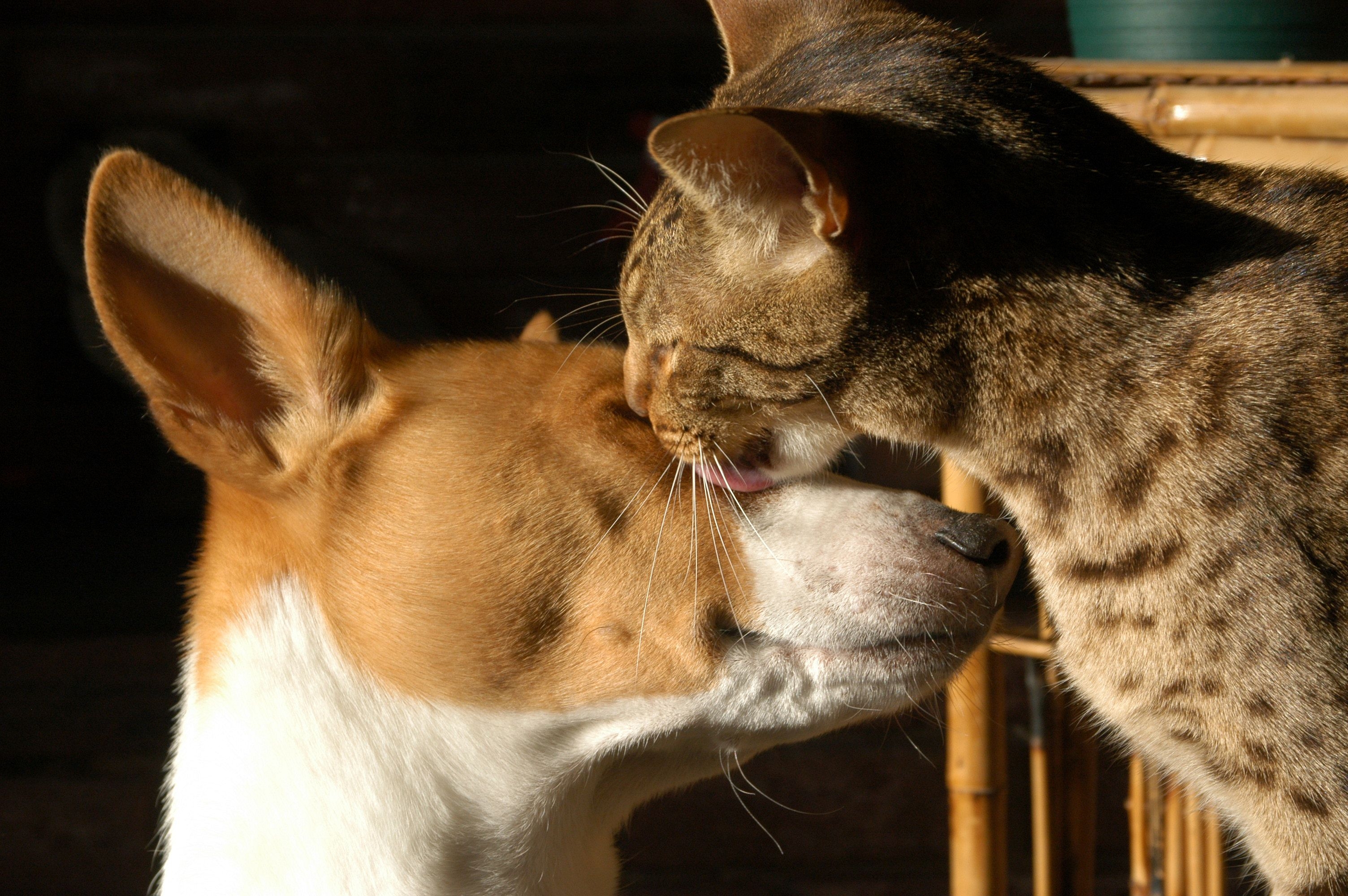 dog, animals, cat, muzzle, spotted, spotty, tenderness