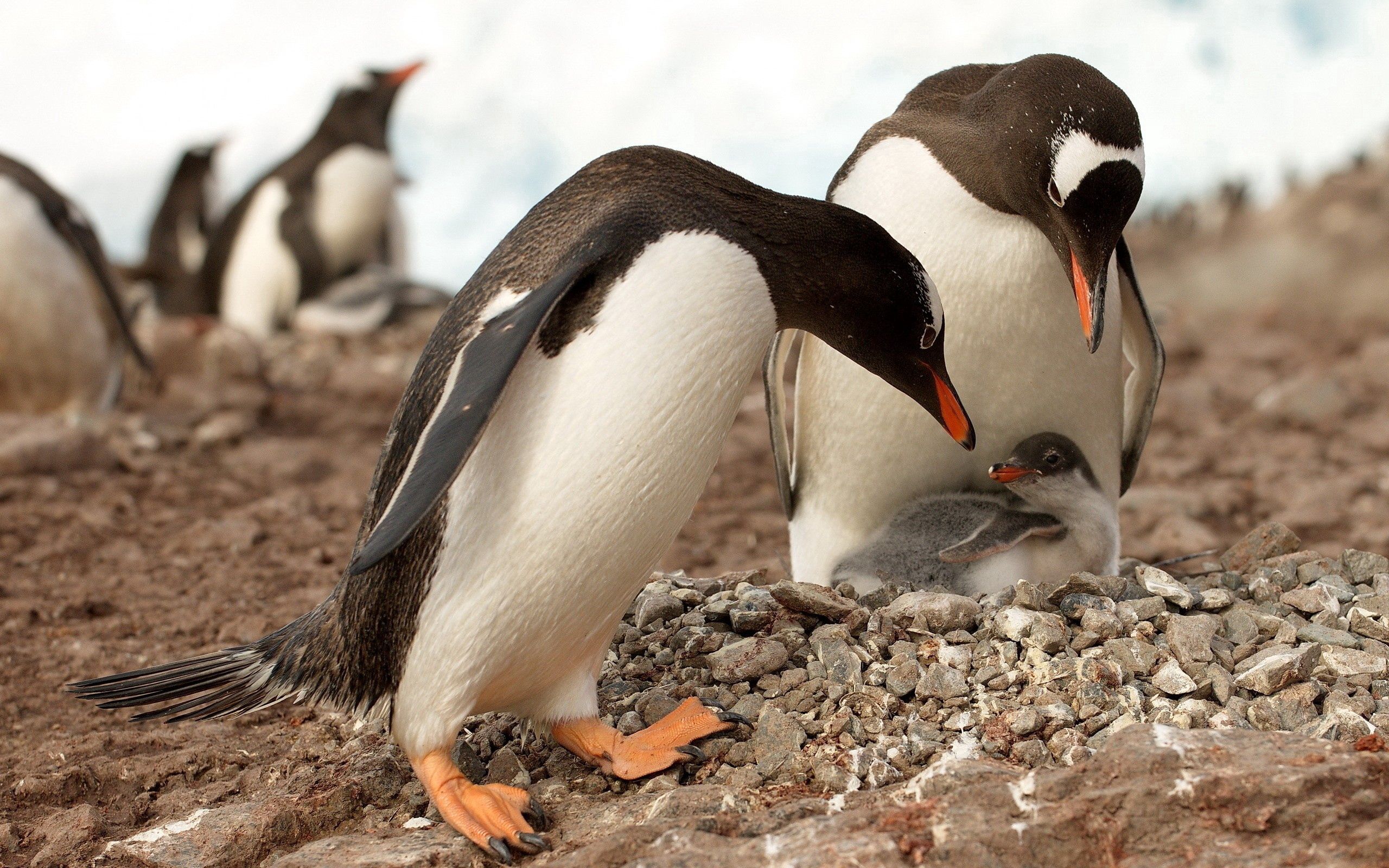 PCデスクトップに動物, 表面, 色, ペンギン画像を無料でダウンロード