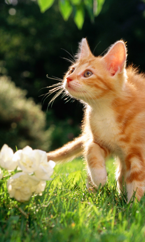 Handy-Wallpaper Tiere, Katzen, Blume, Katze, Kätzchen, Garten, Gras kostenlos herunterladen.