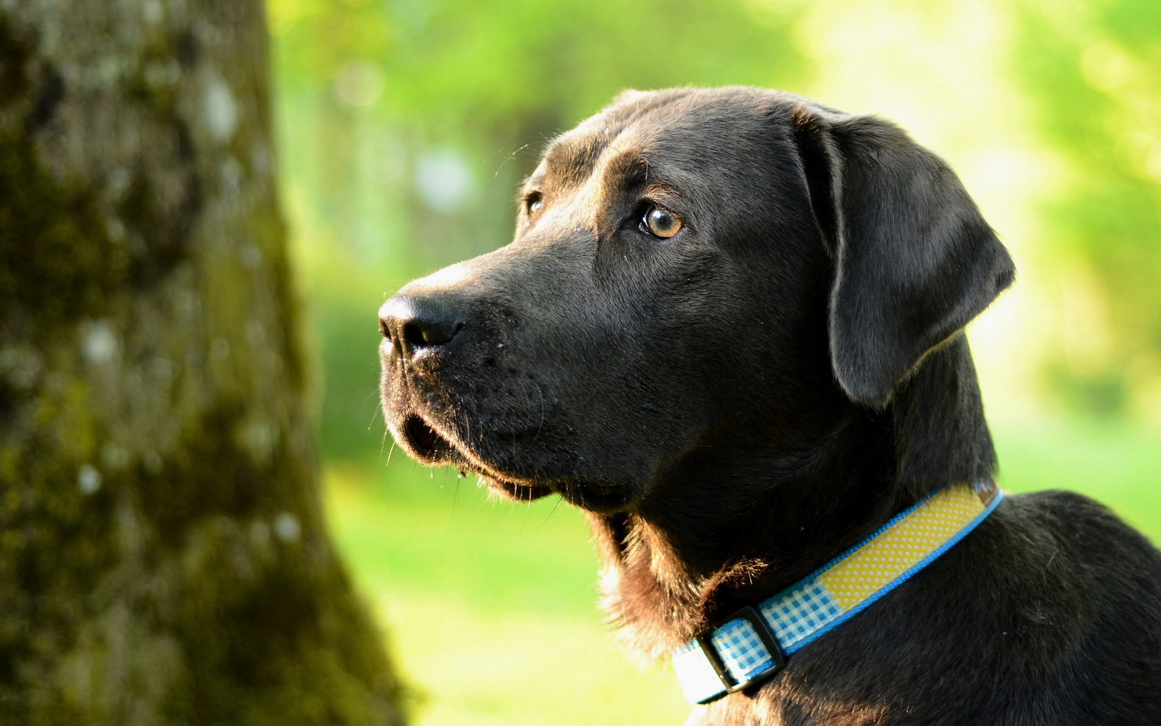 Handy-Wallpaper Tiere, Hunde, Hund kostenlos herunterladen.