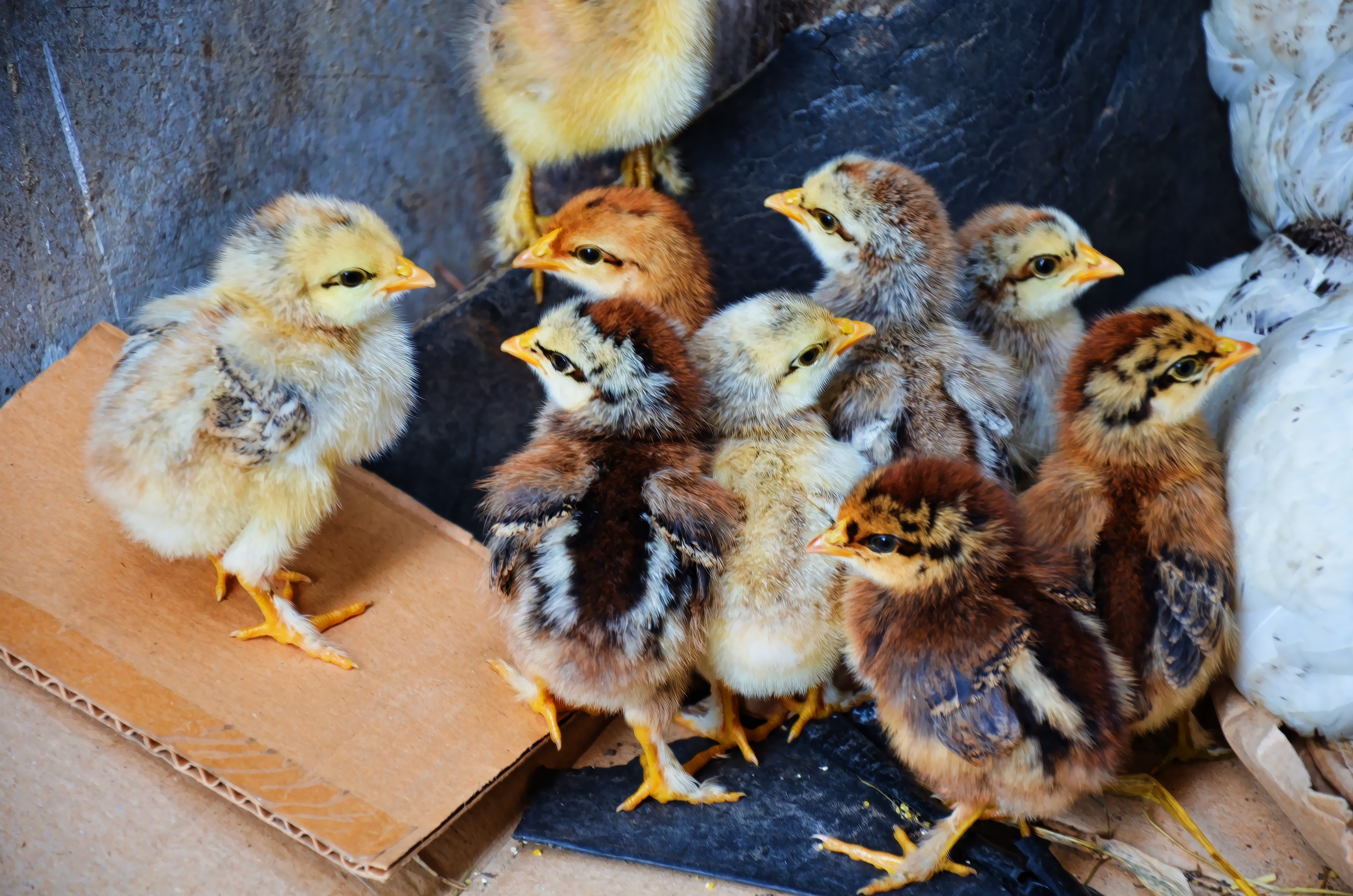 Baixe gratuitamente a imagem Animais, Aves, Pássaro na área de trabalho do seu PC