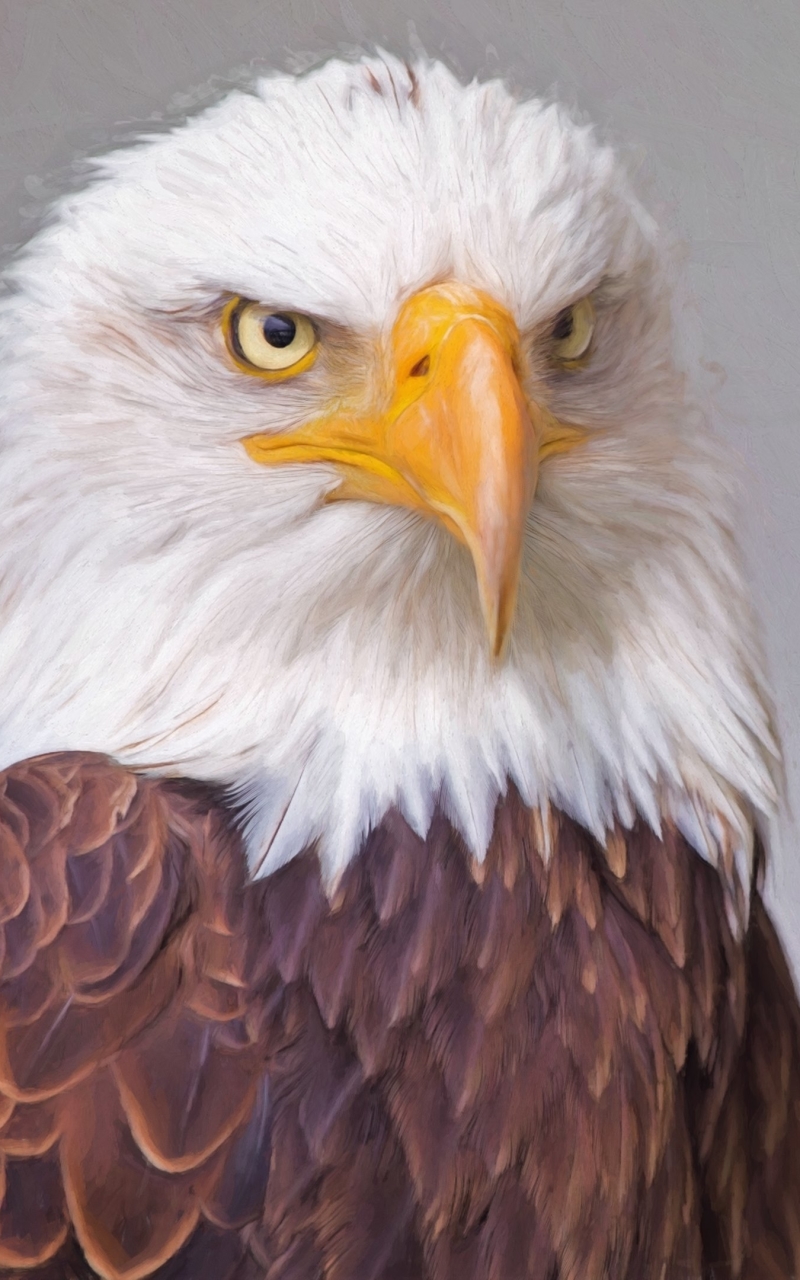 Download mobile wallpaper Birds, Bird, Animal, Eagle, Bald Eagle, Bird Of Prey for free.