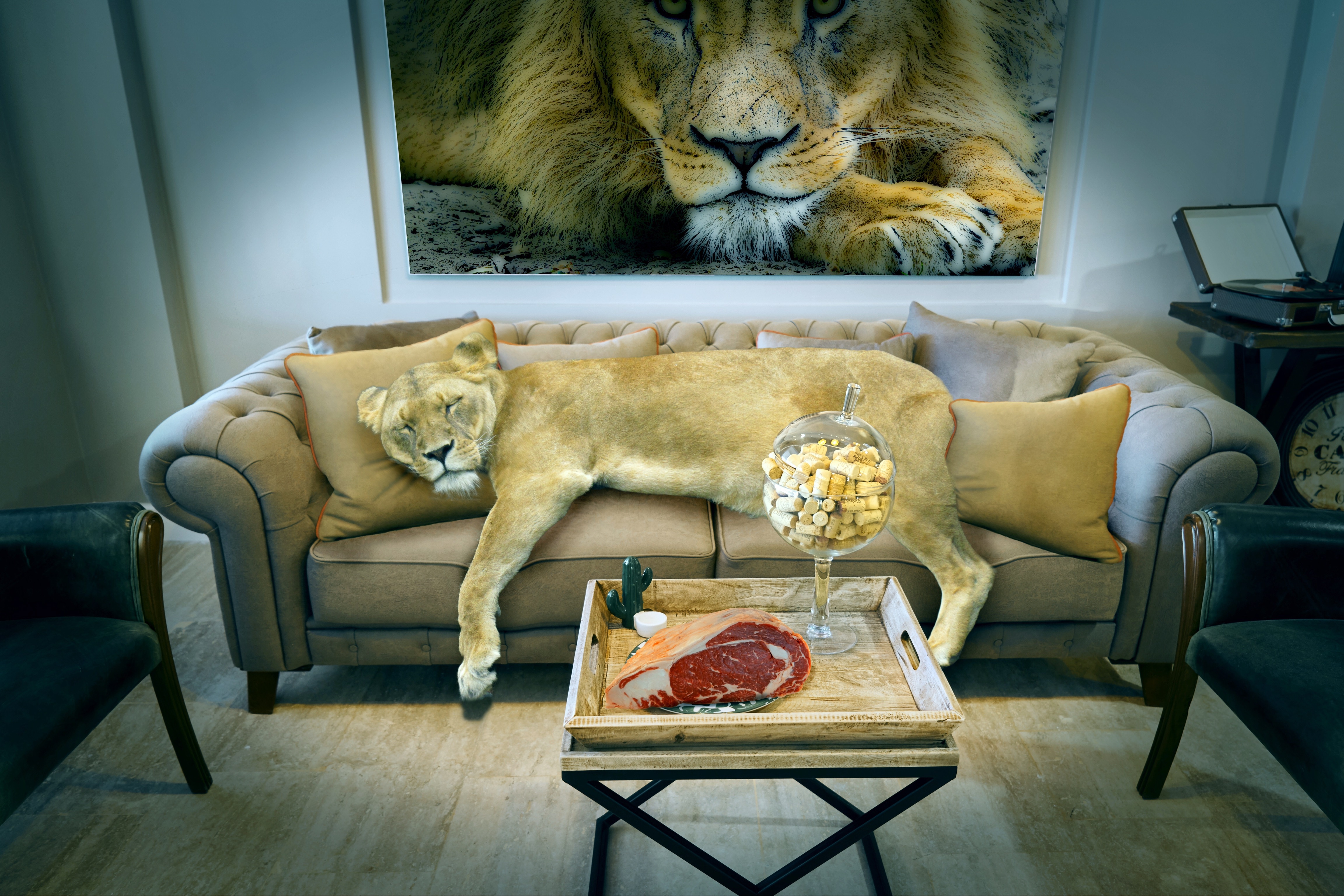 無料モバイル壁紙動物, ライオン, 猫, ソファーをダウンロードします。
