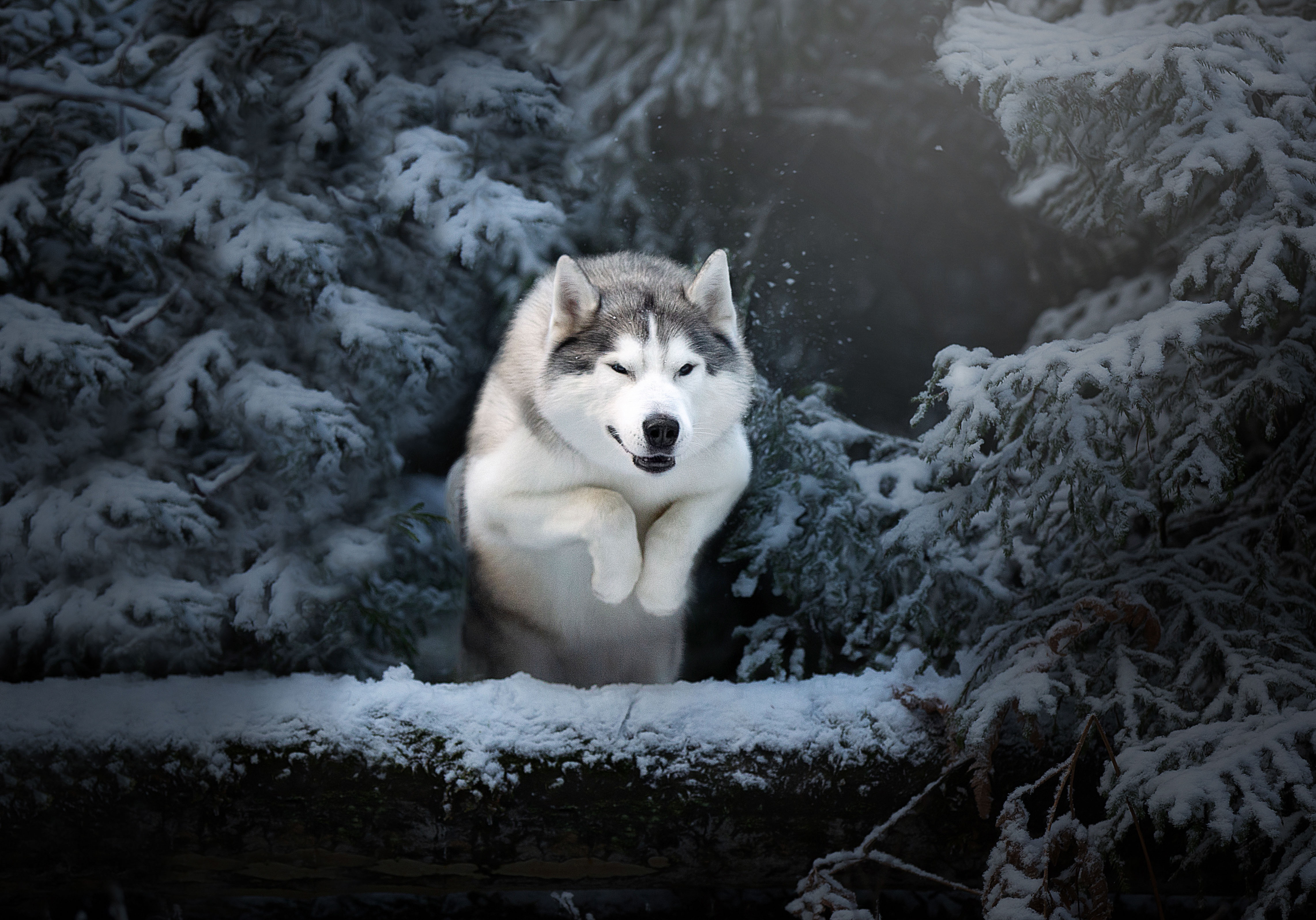 Download mobile wallpaper Winter, Dogs, Dog, Animal, Husky for free.