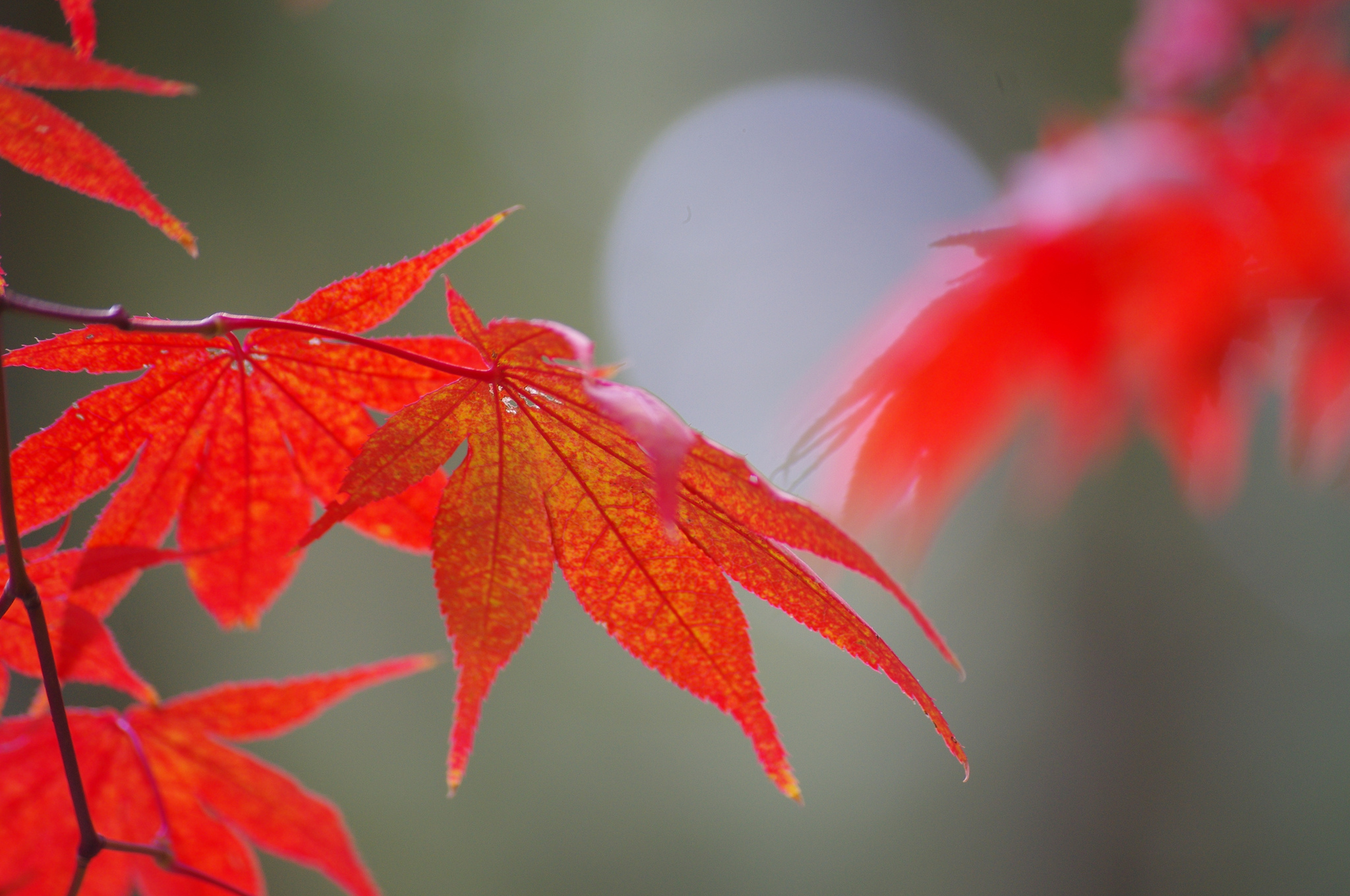 Handy-Wallpaper Natur, Herbst, Blatt, Nahansicht, Erde/natur kostenlos herunterladen.