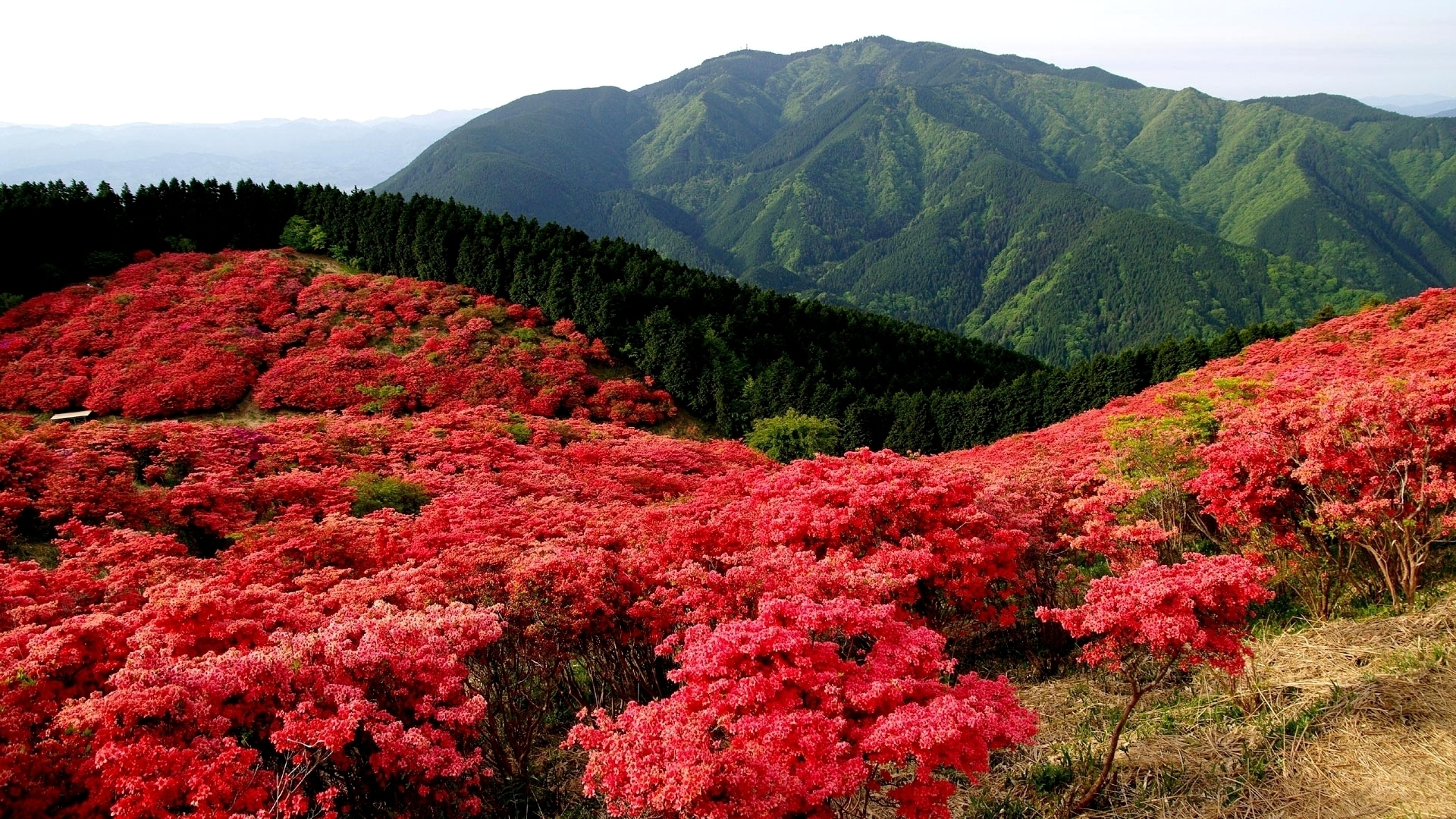 Laden Sie das Blumen, Landschaft, Mountains-Bild kostenlos auf Ihren PC-Desktop herunter