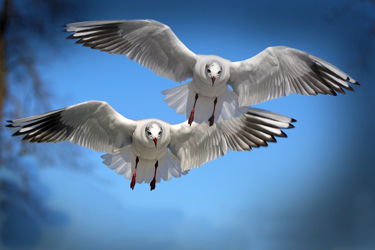 Download mobile wallpaper Bird, Animal, Seagull for free.