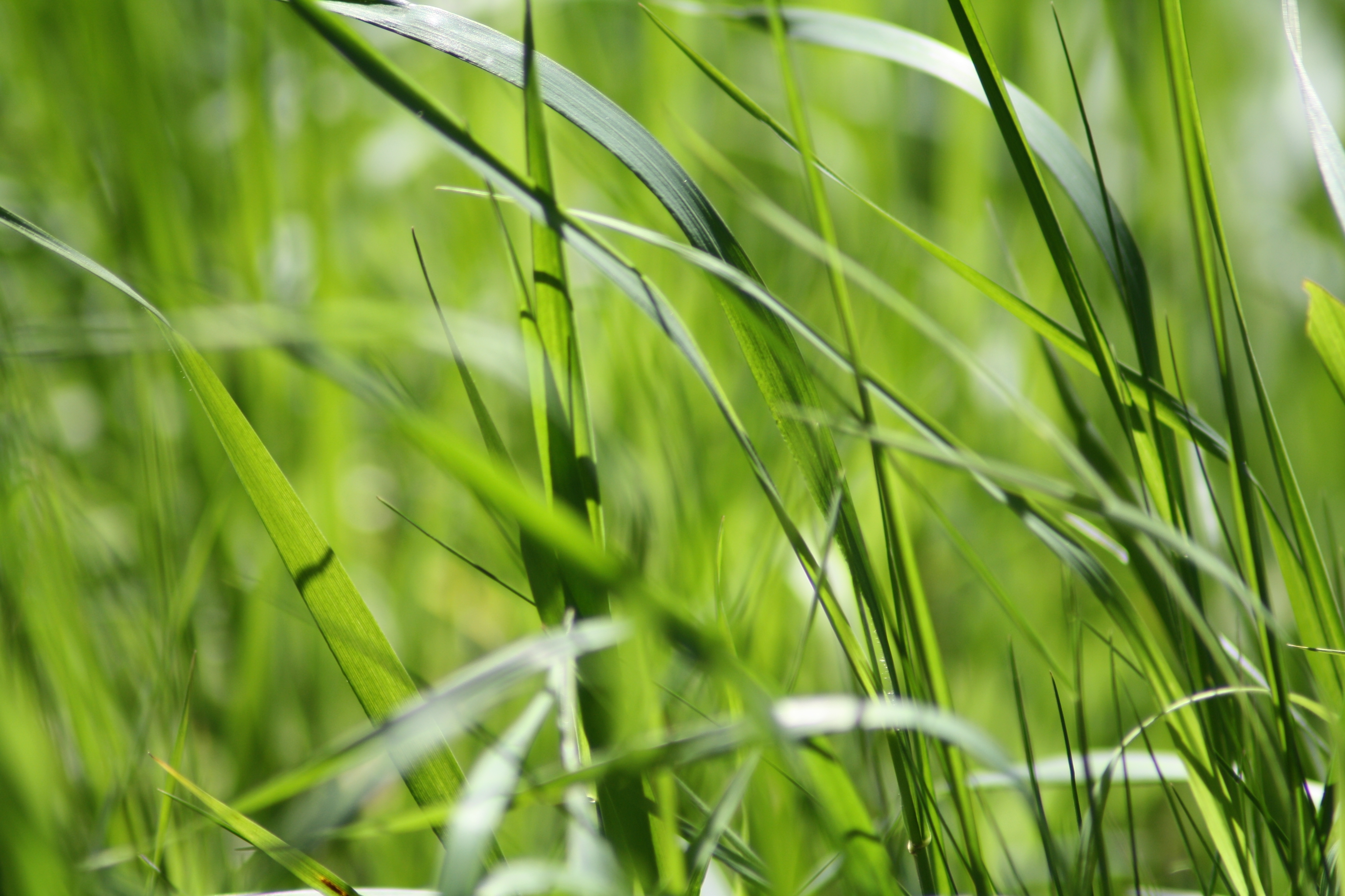 Free download wallpaper Grass, Macro, Greens on your PC desktop