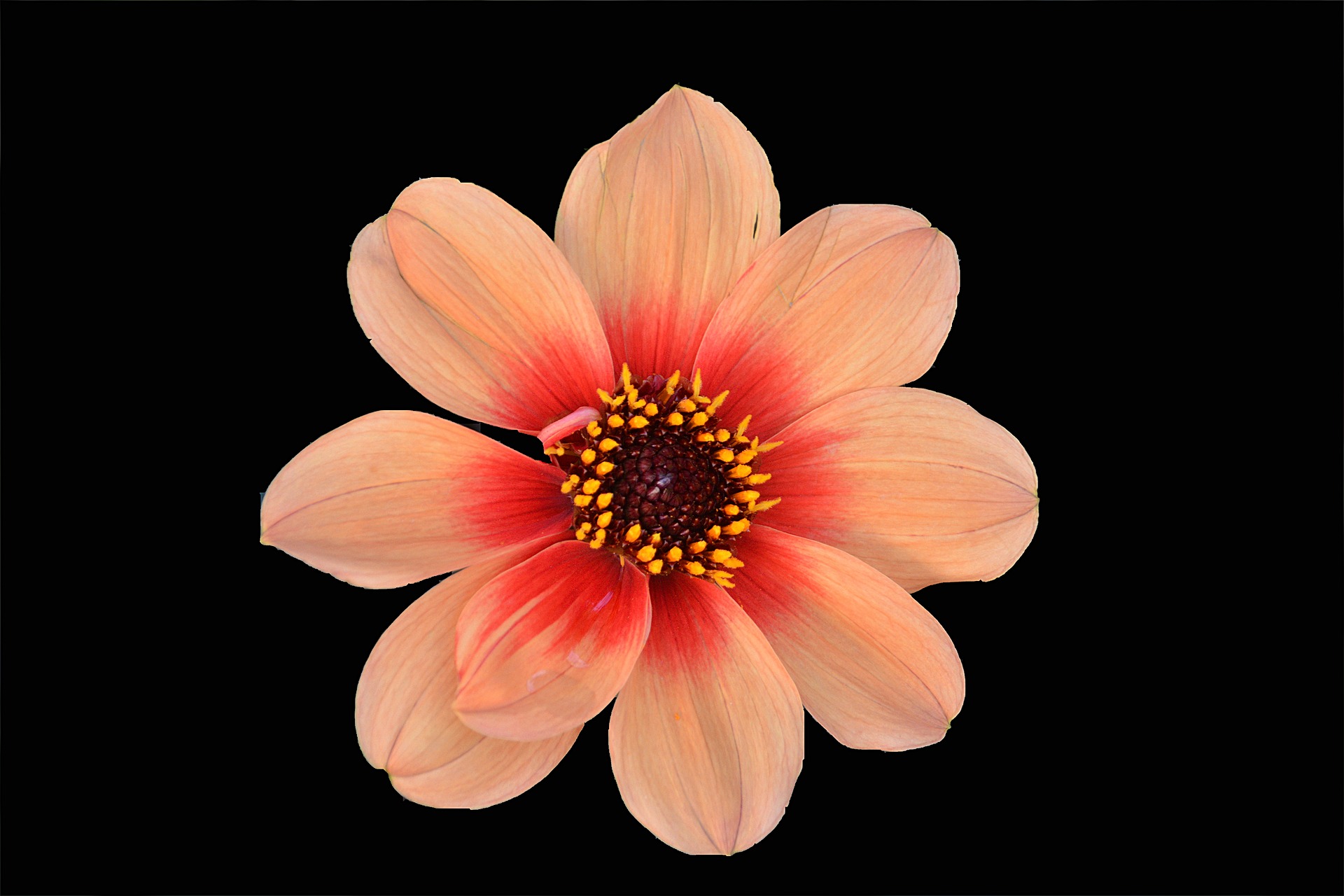 Download mobile wallpaper Flowers, Flower, Earth, Peach Flower for free.