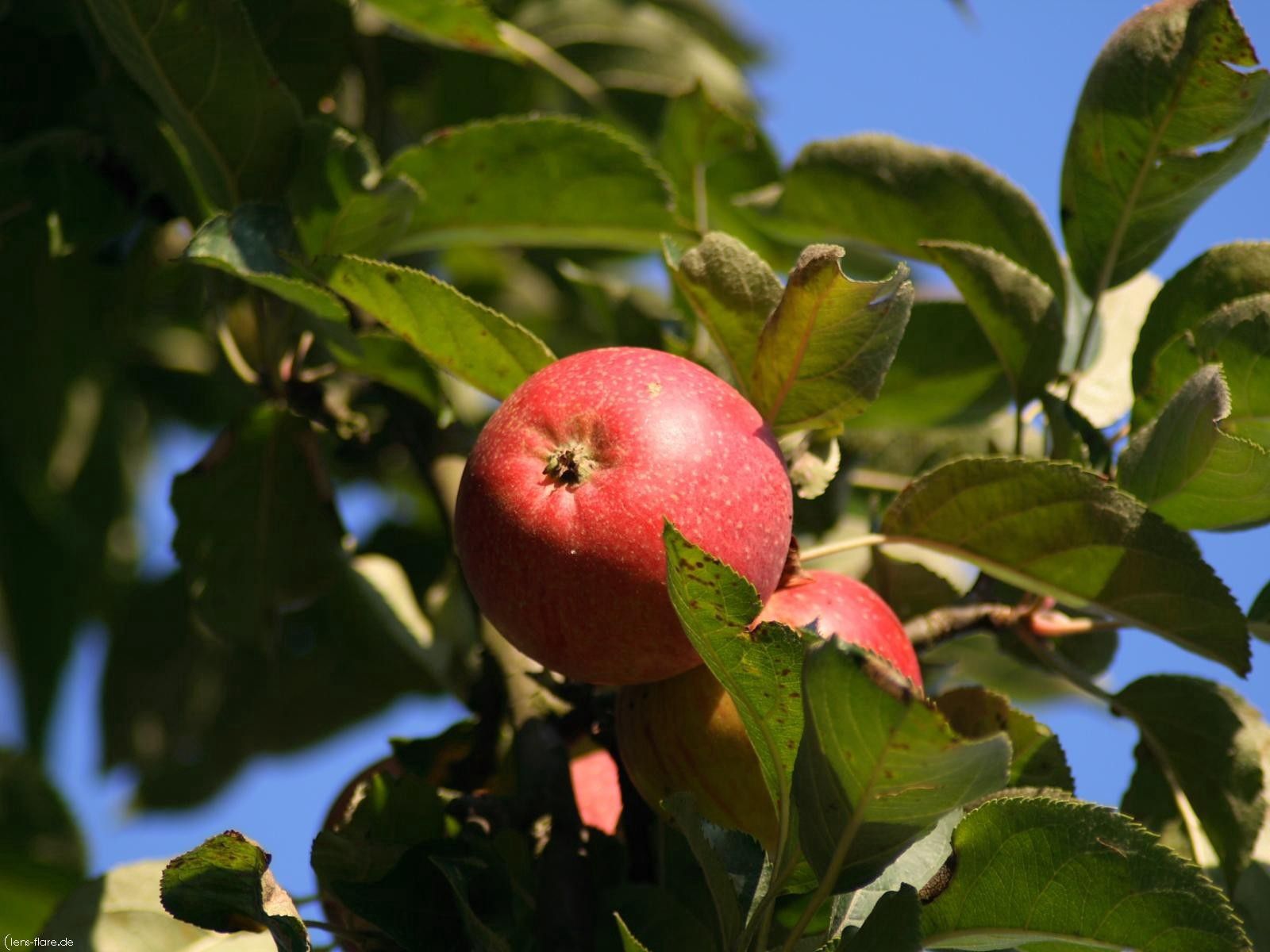 無料モバイル壁紙自然, 木, 葉, ブランチ, 枝, 木材, りんご, フルーツをダウンロードします。