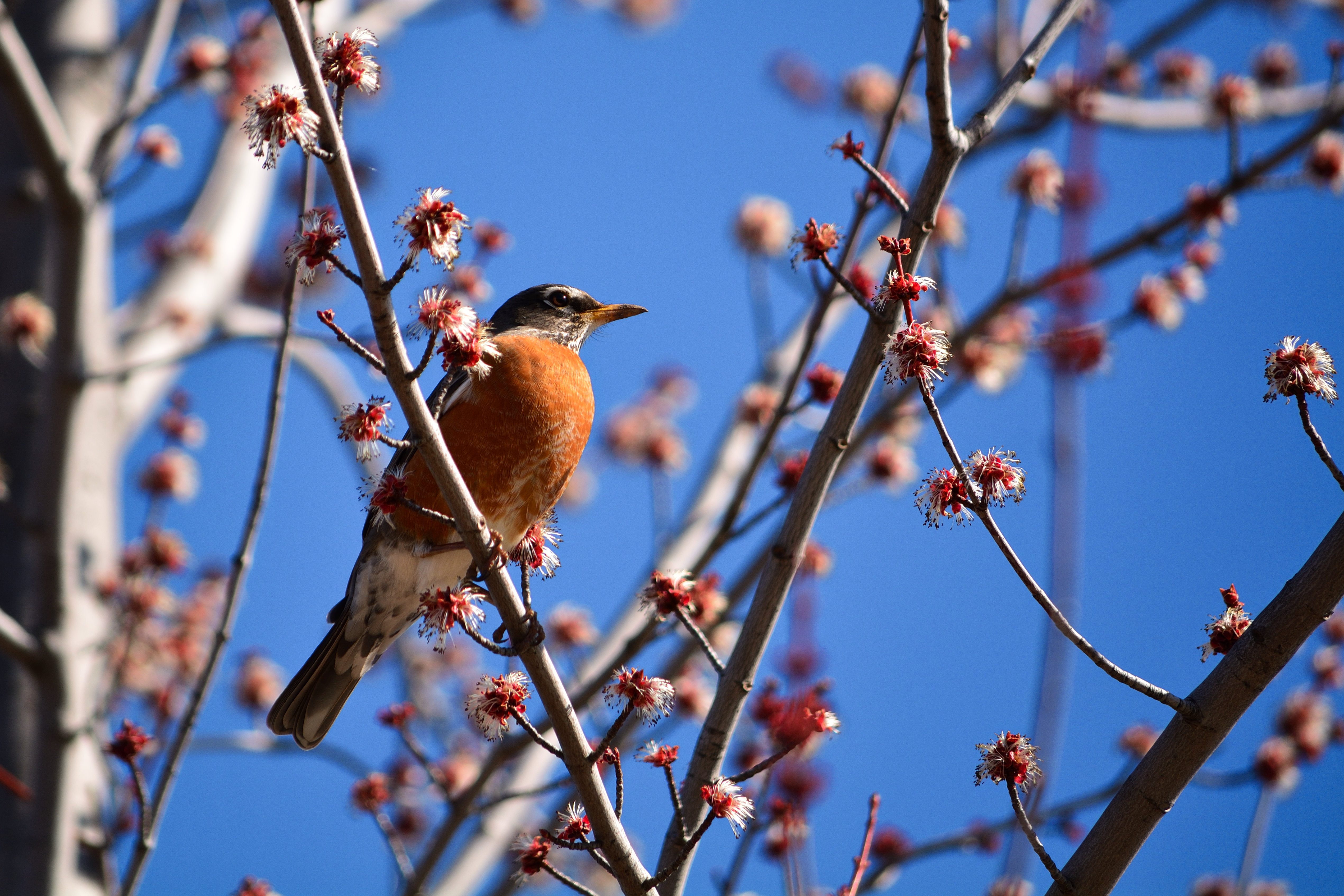 Cool Wallpapers flowering, animals, bird, branches, bloom