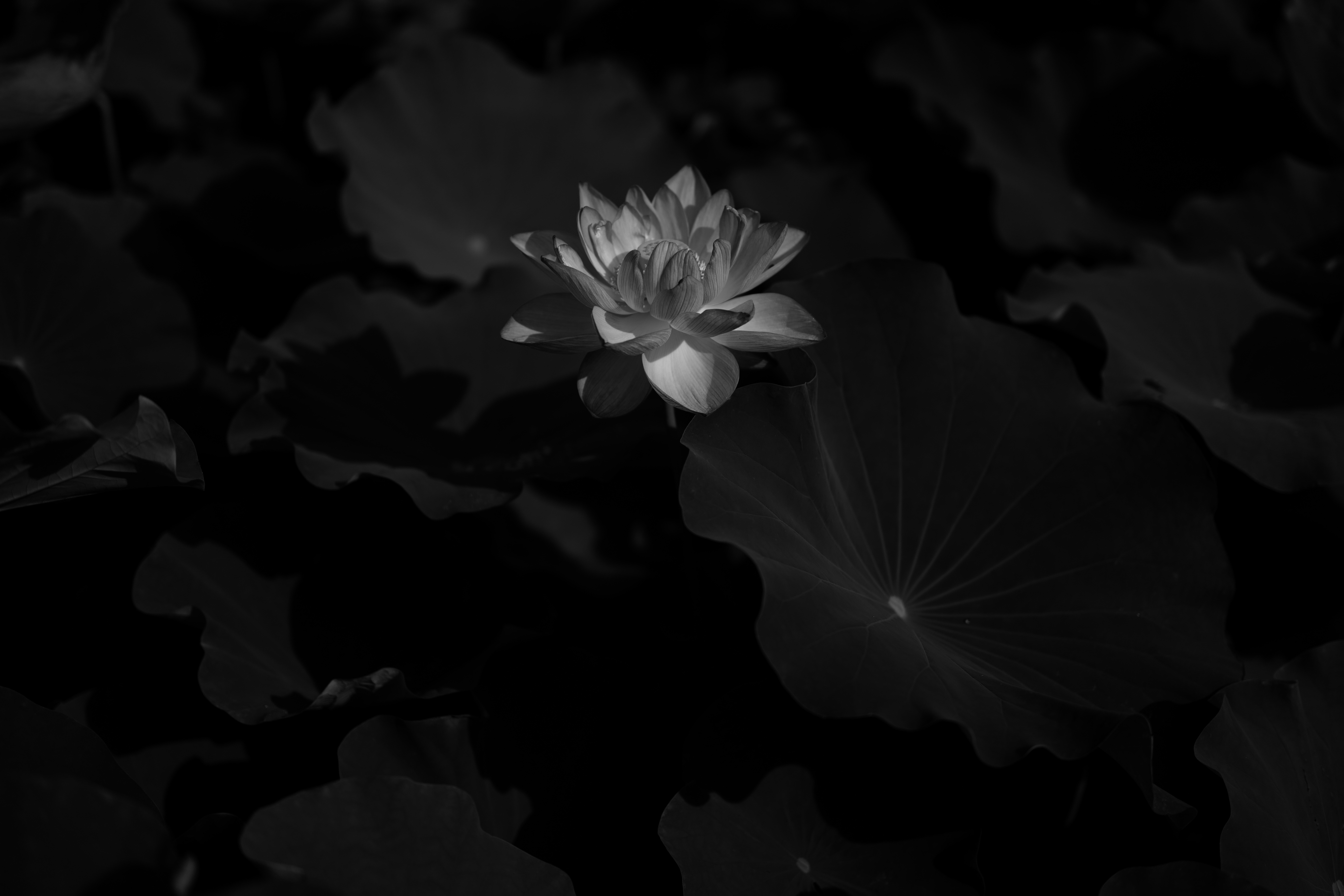 72081 télécharger le fond d'écran lotus, fleur, fleurs, feuilles, floraison, p c, chb - économiseurs d'écran et images gratuitement