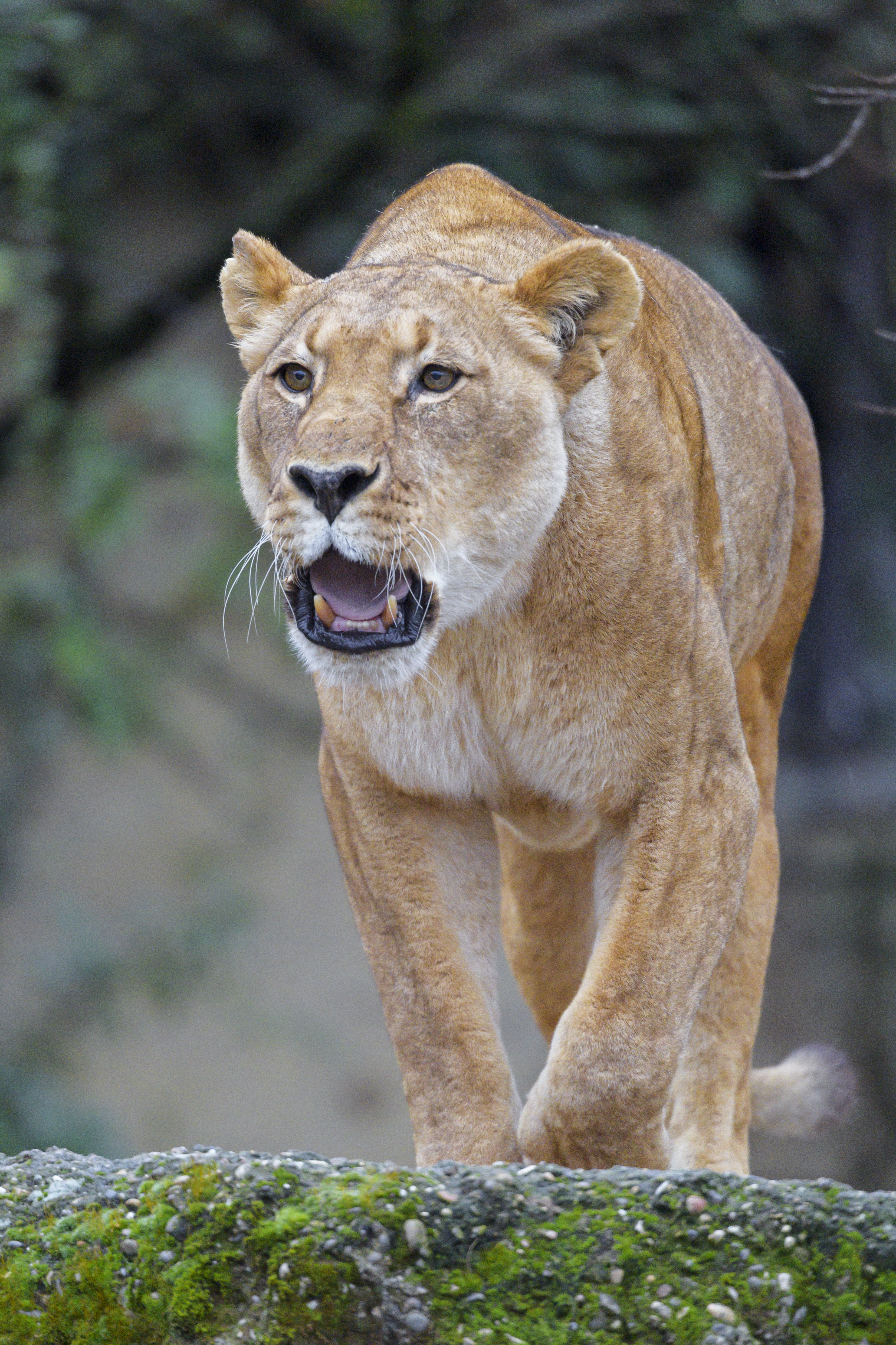 Download mobile wallpaper Roar, Animals, Predator, Big Cat, Lioness, Lion for free.