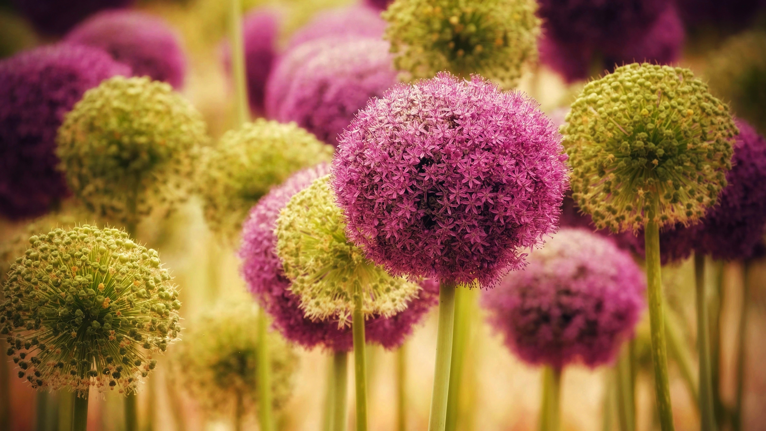 Laden Sie das Blume, Lauch, Erde/natur-Bild kostenlos auf Ihren PC-Desktop herunter