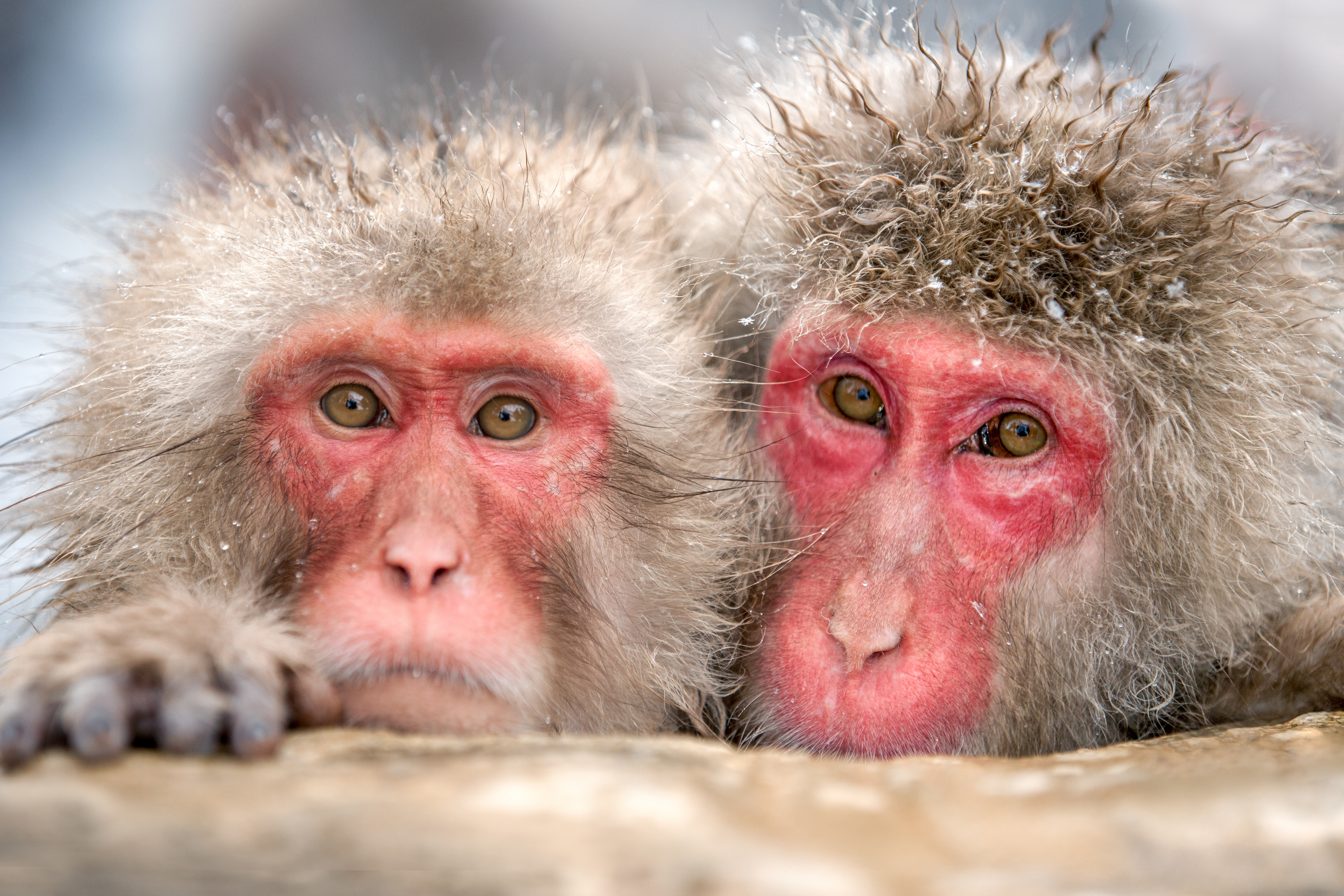 Скачати мобільні шпалери Мавпи, Тварина, Японська Макака безкоштовно.